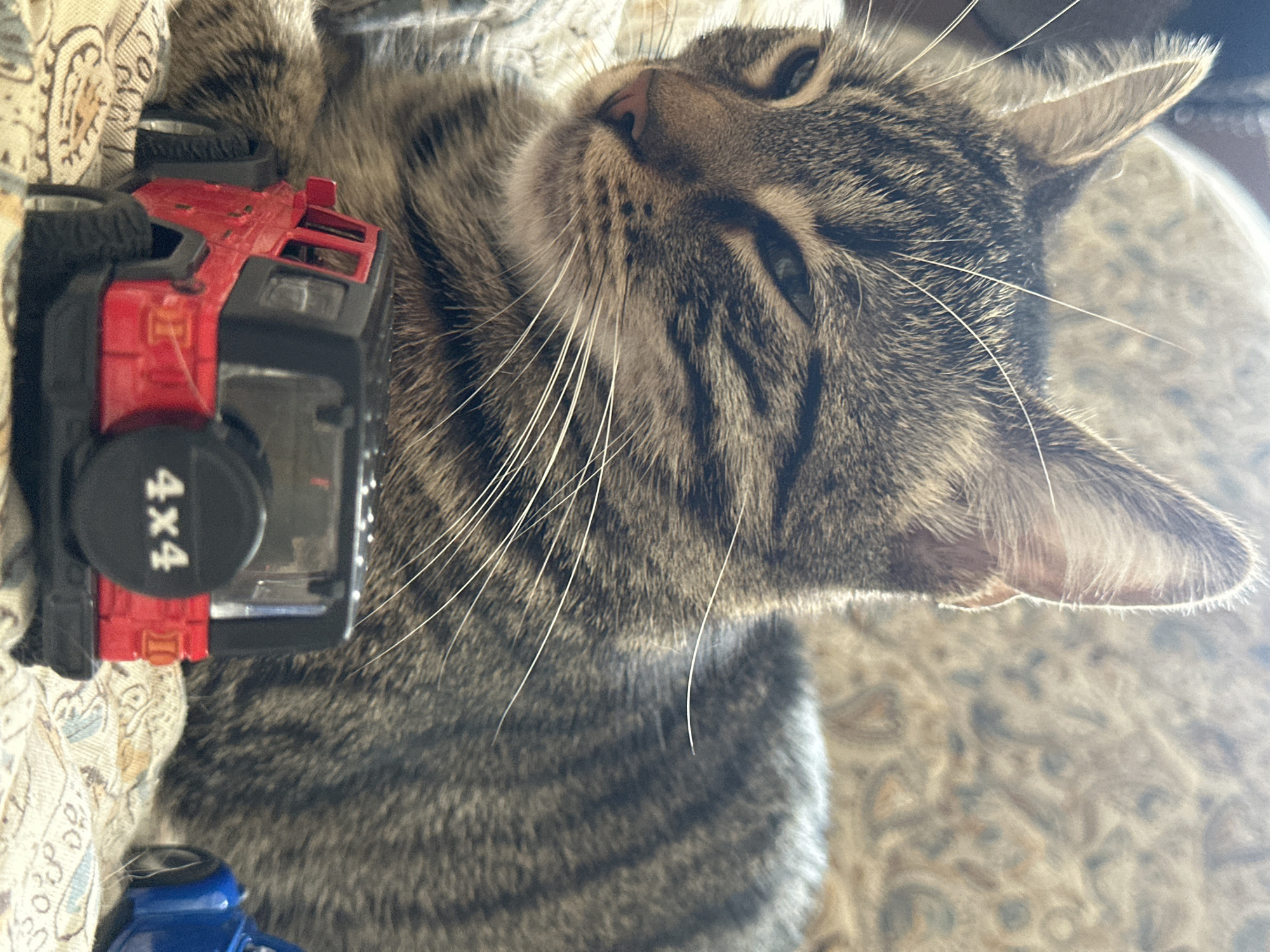 A tabby cat with green eyes is lying down on a patterned blanket. In front of the cat is a red toy Jeep. Another blue toy car is visible to the right of the Jeep. The scene appears to be indoors, possibly in a home. There is no information in the image to suggest a location in Sofia, Bulgaria.