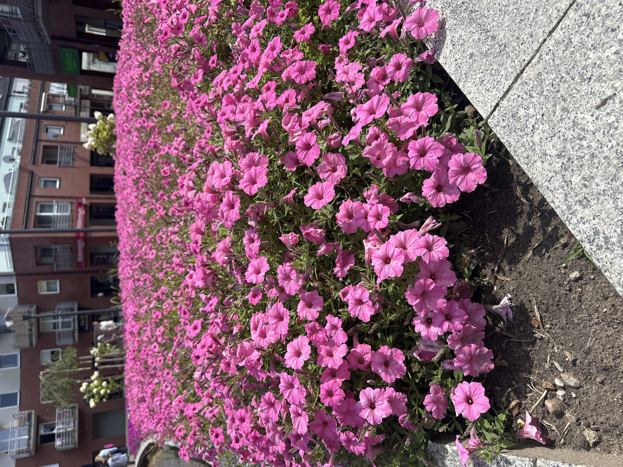 A vibrant bed of bright pink petunias fills the foreground and midground of the image. The flowers are densely packed and create a lush carpet of color. In the background, a modern brick building with balconies is visible, suggesting an urban setting. There are a few people walking in the background, out of focus. The ground in front of the flowers is a paved area with speckled grey stones. The scene appears to be outdoors on a sunny day. This location is the market square in Pruszcz Gdański, Poland.