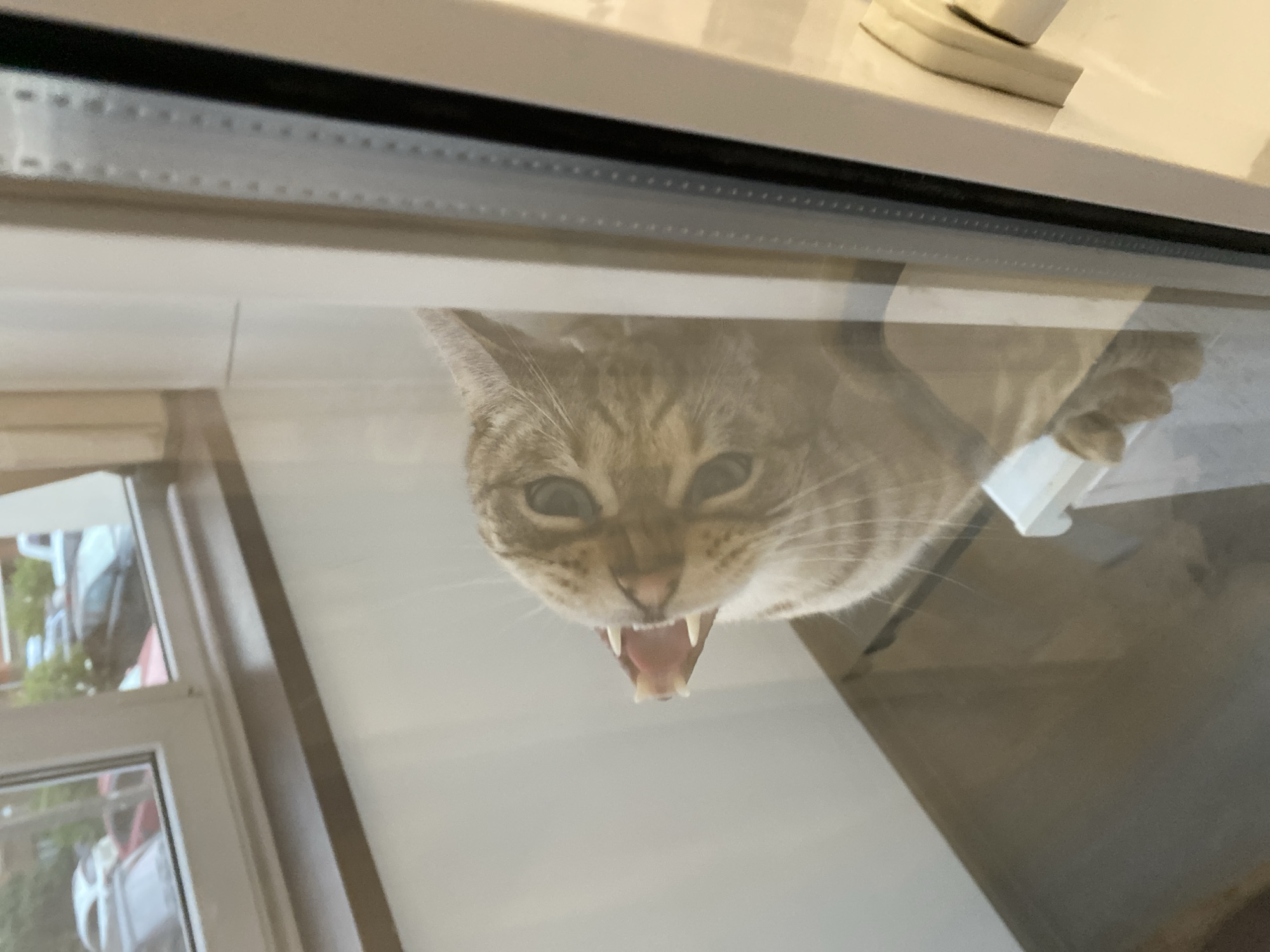 The image displays a domestic short-haired tabby cat, primarily light brown and cream with distinct striped markings, positioned behind a transparent barrier, possibly glass, within an indoor environment in the city of Chaikovsky, Russia. The cat's head is angled upward and to the right, with its mouth agape, exposing a pink tongue and sharp white canine and incisor teeth, consistent with a yawn or vocalization. Its eyes are open, revealing round pupils and blue-green irises. Both front paws rest on a horizontal white ledge or frame immediately below the transparent barrier.
To the right of the cat, a vertical white frame borders the transparent surface, beyond which a darker, possibly textured, vertical element and a light-colored internal compartment (suggestive of a refrigerator or cabinet interior) are partially visible. Below the cat, a reflective, dark brown surface, likely a countertop or shelf, exhibits a faint reflection of the feline.
In the upper left portion of the image, beyond the immediate indoor scene, a white-framed window provides a view of an outdoor residential or urban setting. This exterior view includes multiple parked vehicles: a white sedan, a red car, a dark-colored vehicle, and a white pickup truck or SUV. Green foliage from trees or bushes is visible among the vehicles and in the distant background, under daylight conditions.