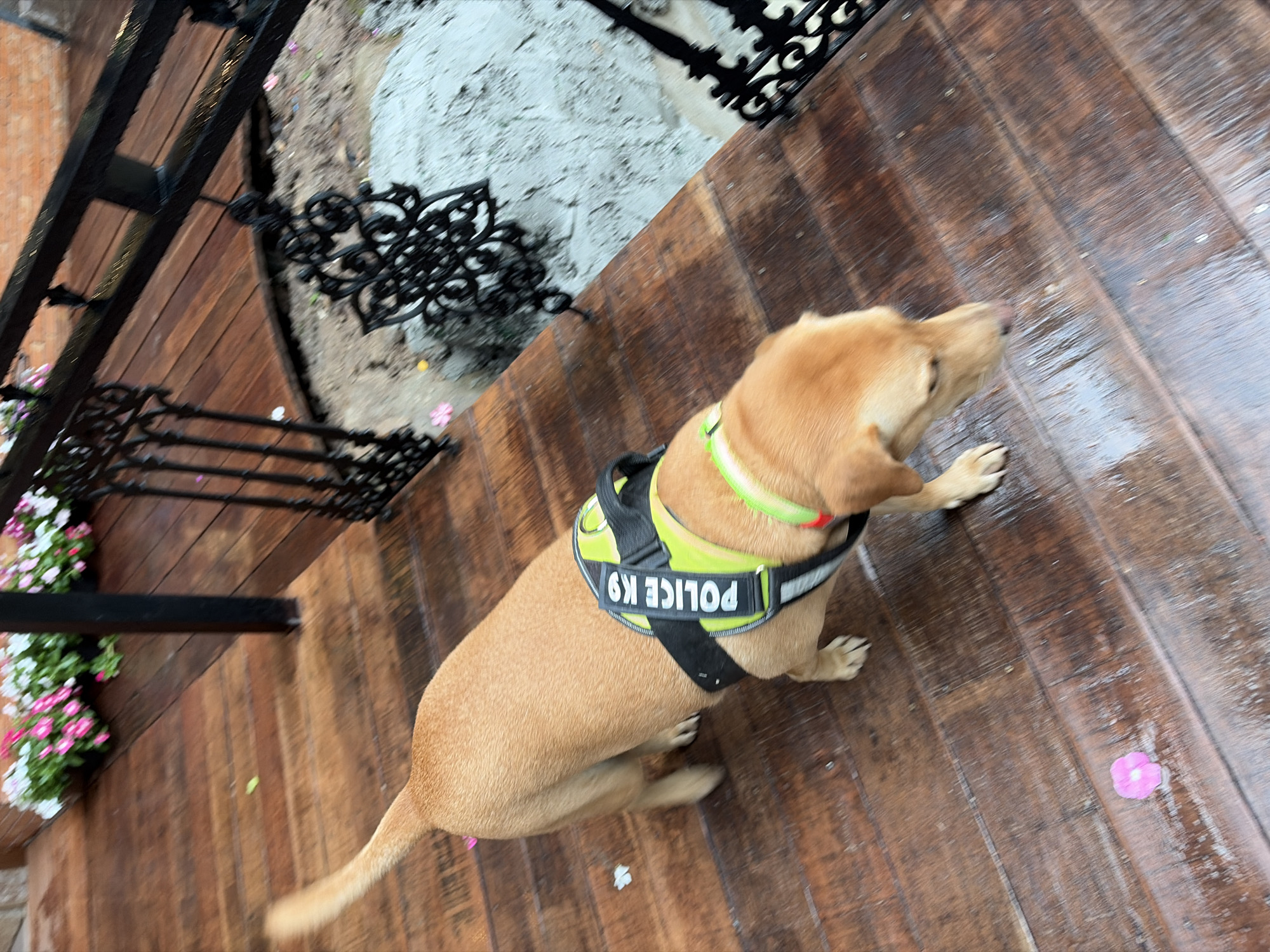 A light brown dog wearing a black and neon yellow "POLICE K9" vest walks on a wet wooden deck. The dog's head is down as if sniffing the ground. In the background, there are black metal railings and potted flowers. A pink flower petal is visible on the deck near the dog's front paws. The scene appears to be outdoors, possibly on a balcony or porch. The location of Tambon Mae Raem, Thailand is not evident from the image.