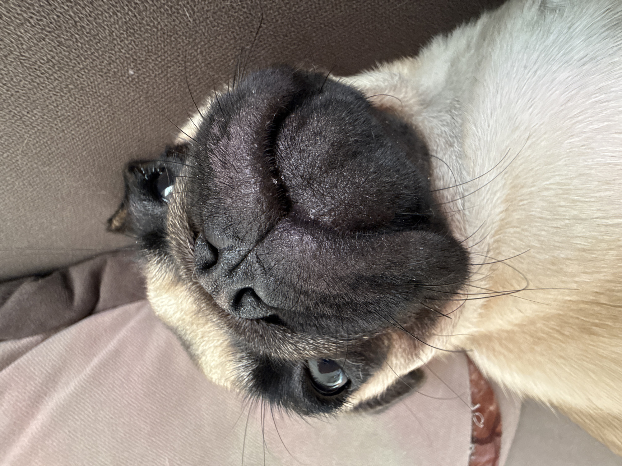 A pug puppy is shown in a close-up, tilted shot, resting on a brown couch next to a pink cushion. The puppy's face, with its characteristic wrinkled snout and large, dark eyes, is the primary focus. Its fawn-colored fur is visible on its chest and cheeks, contrasting with its black muzzle. The lighting is soft, highlighting the texture of the puppy's fur and the couch. The background is blurred, indicating a shallow depth of field, and the overall impression is one of a relaxed and endearing pet.