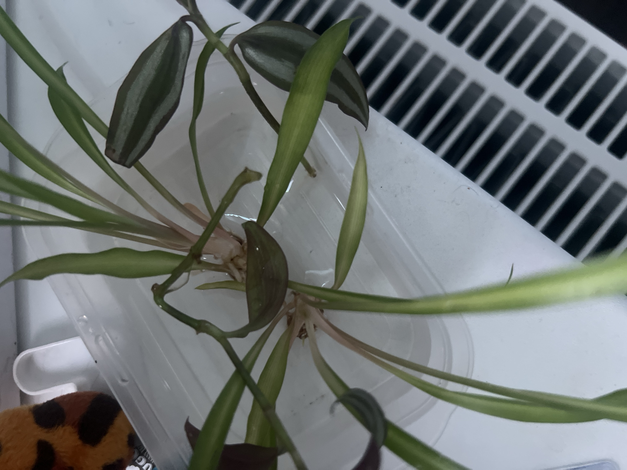 This image, captured in Unknown, Russia, displays multiple plant cuttings in a clear, rectangular plastic container filled with water, indicative of water propagation. The container exhibits minor surface condensation. The plant material consists of at least two distinct types. Prominently featured are cuttings with long, slender, light green leaves, some showing reddish-pink coloration at their bases where roots are developing. Interspersed are cuttings with wider, dark green leaves featuring pronounced silver-green stripes, with the underside of one leaf revealing a purplish hue, consistent with *Tradescantia zebrina*. Root structures are visible beneath the water surface at the nodes of several cuttings. In the upper-left quadrant, a blurred object with an orange and brown leopard print pattern is partially visible. The lower-right background reveals a white surface with a repeating pattern of dark, horizontal, rectangular slots, resembling a ventilation grille. The lighting suggests an indoor setting. No human subjects or direct interactions are depicted.
