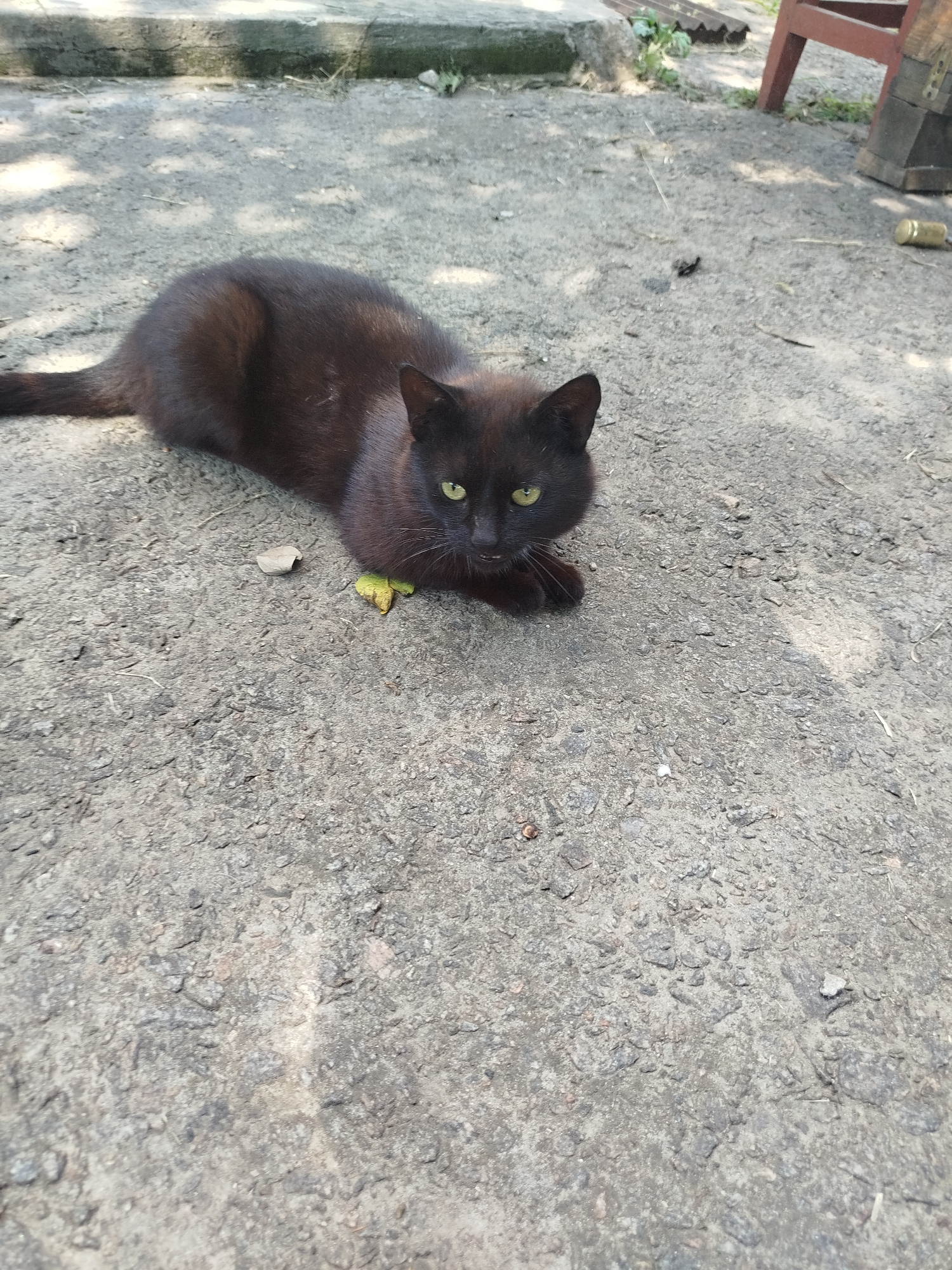 A black cat with yellow eyes is lying on a paved surface. The cat is positioned in the lower left portion of the frame, facing towards the right and looking at the camera. The ground is a rough, gray asphalt or concrete, with scattered pebbles and small debris. In the background, there is a raised concrete structure, vegetation, and parts of wooden structures and furniture. The scene appears to be outdoors, possibly in a yard or alleyway. The lighting suggests it is daytime, with dappled sunlight creating shadows on the ground. The location is identified as Nova Znamianka, Ukraine.