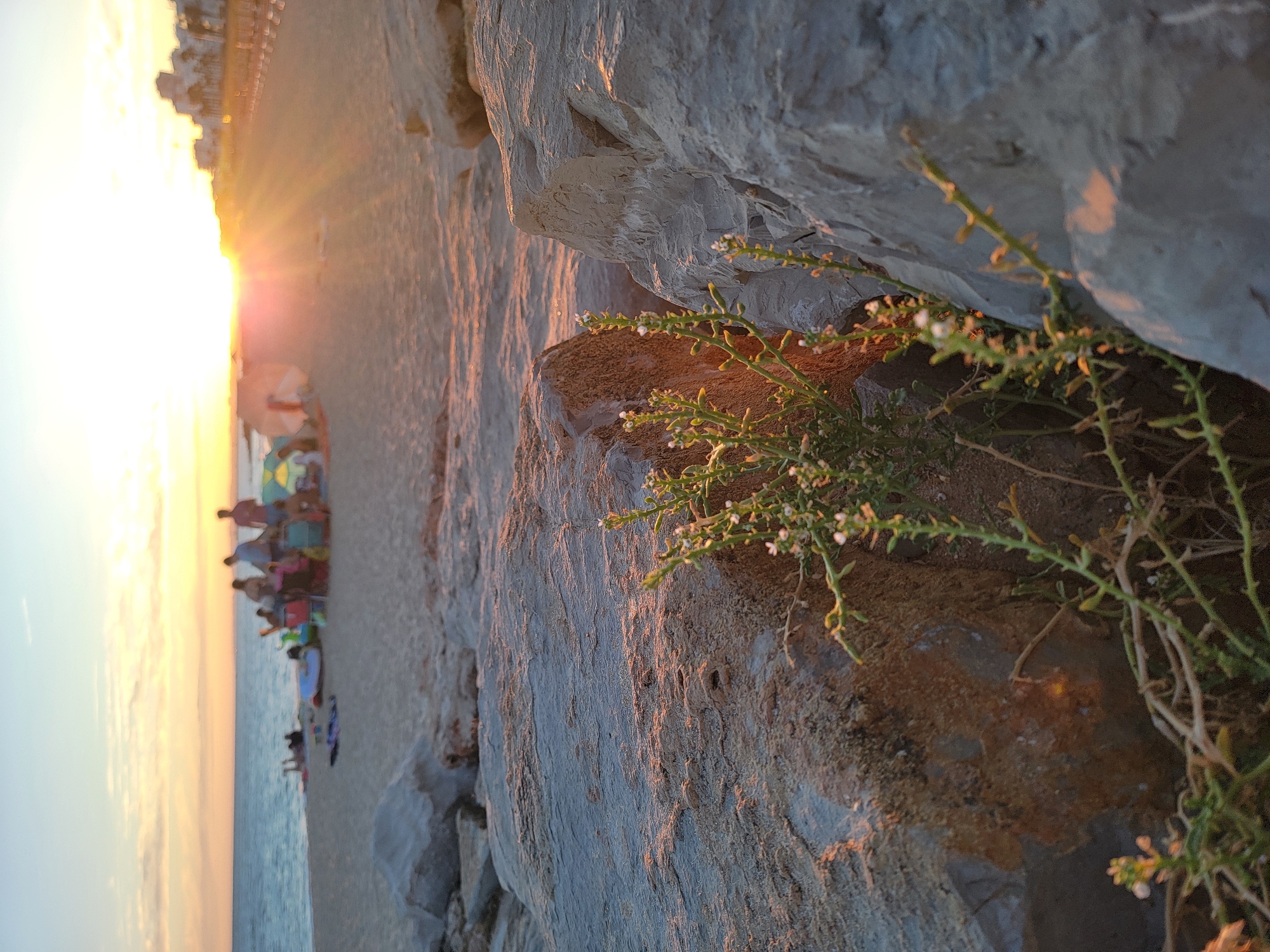 This is a close-up, low-angle shot of a beach at sunset, with an emphasis on the rocky shoreline and sparse vegetation in the foreground. The ocean is visible in the background, with a few people gathered on the sand. The sun is low on the horizon, casting a warm glow over the scene.
In the foreground, the camera focuses on several large, grey rocks. Between two of these rocks, a small, green plant with tiny white flowers is growing. The plant is illuminated by the setting sun, which creates a warm, orange light reflecting off the rocks.
In the middle ground, the sandy beach is visible, with a group of people sitting and standing around in small clusters. Some appear to be relaxing on beach chairs or towels, and there are several colorful beach umbrellas. The ocean is calm and stretches out to the horizon.
In the background, the sun is setting over the water, with rays of light fanning out. A few buildings, possibly apartments or hotels, are visible along the coastline to the right. The sky is a gradient of soft blues, oranges, and yellows, indicative of a sunset.
The overall impression is one of tranquility and natural beauty, enhanced by the warm light of the setting sun. This scene is consistent with the beaches found in Quarteira, Portugal, a coastal city known for its sandy shores and vibrant sunset views.