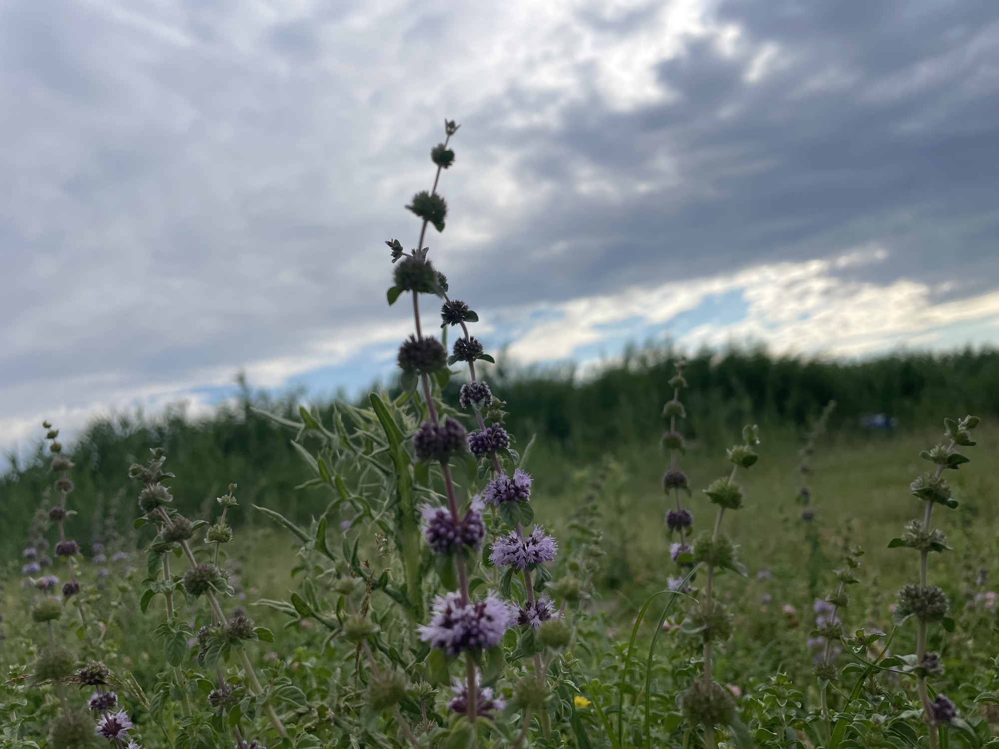 An outdoor, low-angle shot focuses on a cluster of wild mint plants with small purple flowers. The plants are in the foreground, with a blurry background of more greenery and a cloudy sky above. The image does not contain any identifiable landmarks or elements that would suggest a specific location within Manta, Moldova.