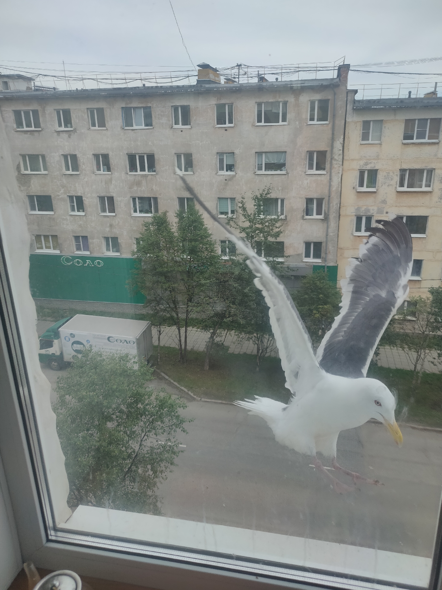 A seagull with white and black wings hovers in mid-air in front of a window. The bird is viewed from the front, with its wings outstretched. Behind the seagull, through the window, is a residential building with multiple stories and windows. A green painted wall with the text "Соло" is visible below the building, with a white truck parked in front of it. Trees and a street are also visible in the background. The scene appears to be in a city, possibly Magadan, Russia, given the architectural style of the building and the presence of the truck with Russian text. The sky is overcast, suggesting a cloudy day.