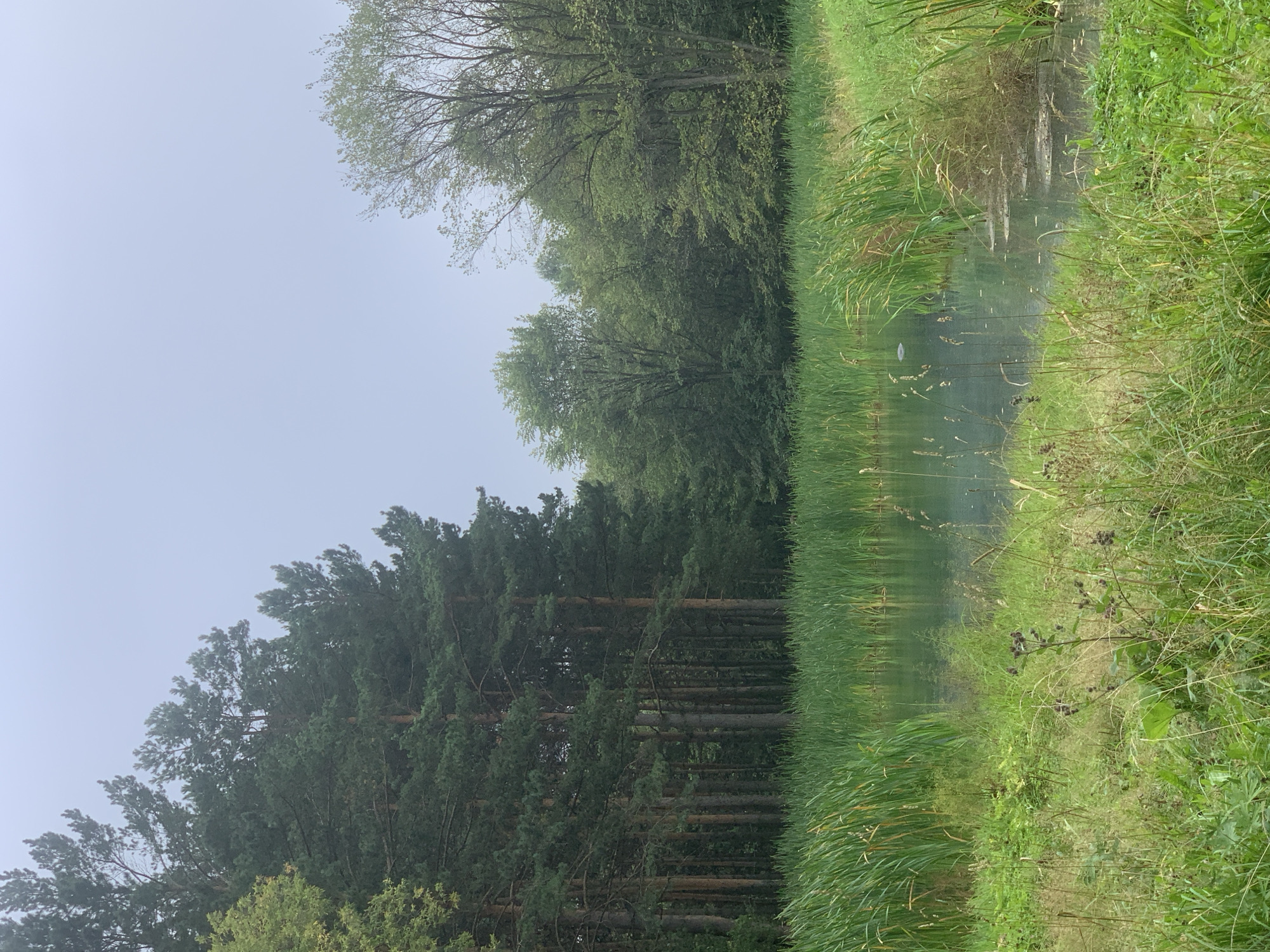 The image depicts a tranquil natural scene with a small pond surrounded by lush vegetation and trees. The pond is bordered by tall, green reeds, and the water appears calm with a slightly greenish hue. Beyond the reeds, a dense forest of pine trees dominates the left side of the frame, their tall trunks standing close together. The right side features a mix of deciduous trees with fuller canopies. The sky is overcast, suggesting a cloudy or foggy day. The foreground is a grassy area with various wildflowers and grasses. There are no people or animals visible in the image. The scene appears to be a natural landscape within or on the outskirts of Prokopyevsk, Russia, likely a park or a secluded natural area.