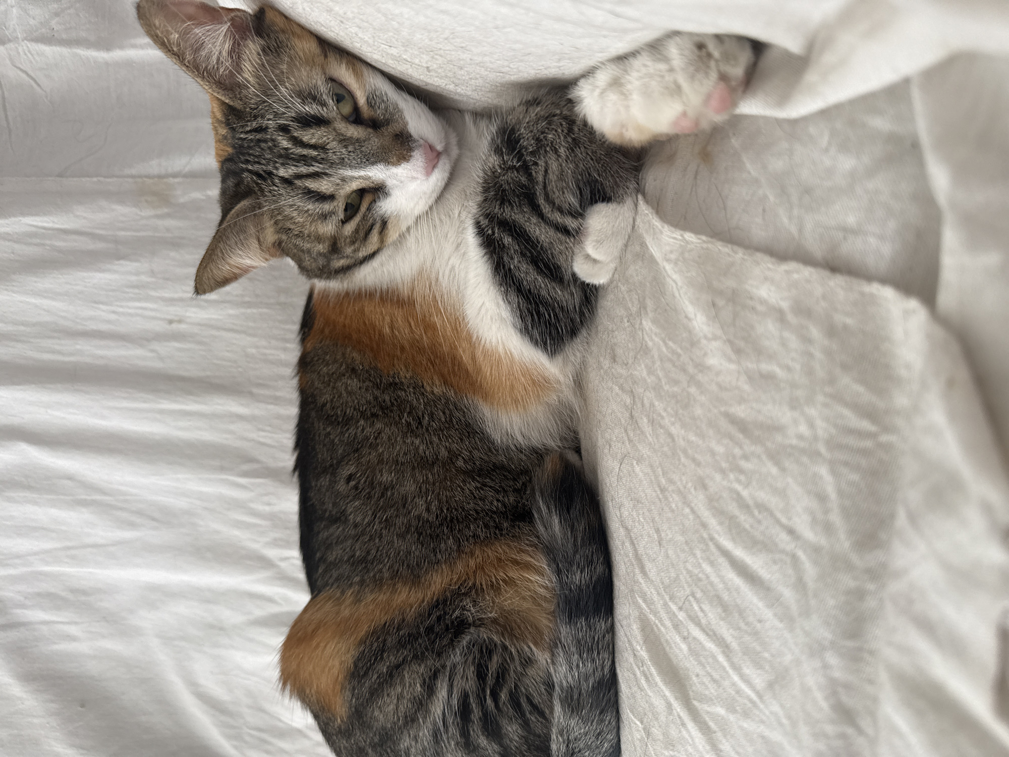 A calico cat lies on its back, mostly covered by a white sheet or blanket. The cat's head is visible on the left, with its eyes open and looking towards the camera. A paw with pink toe beans is visible at the top right edge of the frame, partially hidden under the sheet. The scene appears to be indoors, potentially on a bed. The location is unknown, so I am unable to provide its location.