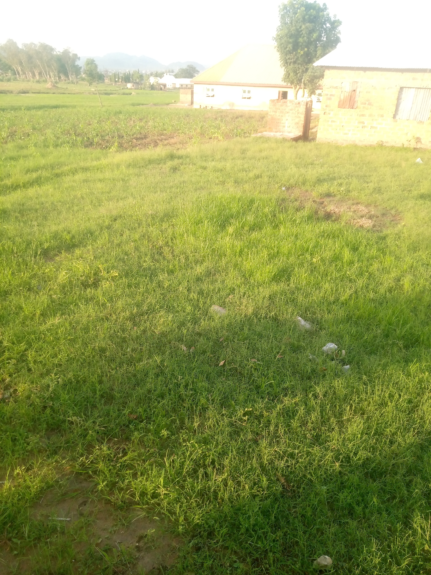 The image depicts an outdoor scene, likely in a rural or semi-rural area of Jauro Yinu, Nigeria. In the foreground, a grassy field dominates the view, illuminated by warm, low-angled sunlight that casts long shadows. Scattered within the grass are a few pieces of white and grey debris, possibly plastic or stone.
In the mid-ground and background, agricultural fields with green crops, likely maize, are visible. Beyond the fields, several buildings are present. To the right, a single-story structure made of rough-hewn stones and bricks has a corrugated metal roof and a window with visible metal bars. Next to it, a taller, lighter-colored building with a yellow roof and multiple windows is partially visible. Further in the distance, more buildings and a stand of trees can be seen. The background is characterized by a hazy sky and distant, muted hills or mountains. The overall impression is one of a peaceful, agricultural community.