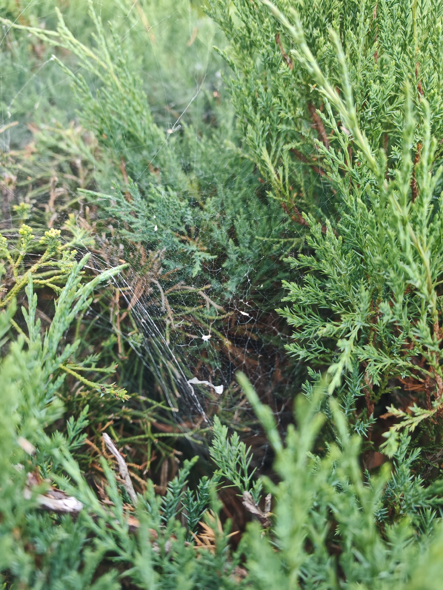 The image shows a close-up of a spiderweb spun between the branches of a green evergreen shrub. The web is delicate and catches the light, with some debris or dew drops visible on its strands. The surrounding foliage is dense and appears healthy. There are no people or animals directly visible in the image, nor any indication of the specific location within Rechytsa, Belarus, beyond being outdoors amidst vegetation. The scene is static and natural.