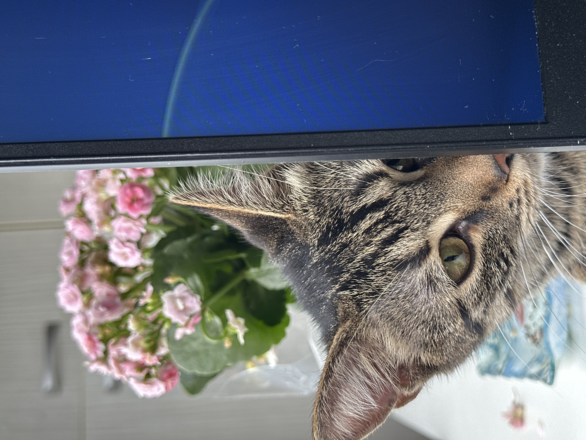 An eye-level, close-up shot captures a tabby cat peering out from behind a laptop screen. The cat's head is mostly visible, with its green eye focused on the viewer. The background features a blurred potted plant with pink flowers and a portion of a kitchen cabinet with silver handles. The laptop screen displays a blue background with a faint rainbow-like graphic. The scene is illuminated by natural light, suggesting it is daytime. The image does not provide any specific location information within Sofia, Bulgaria.
