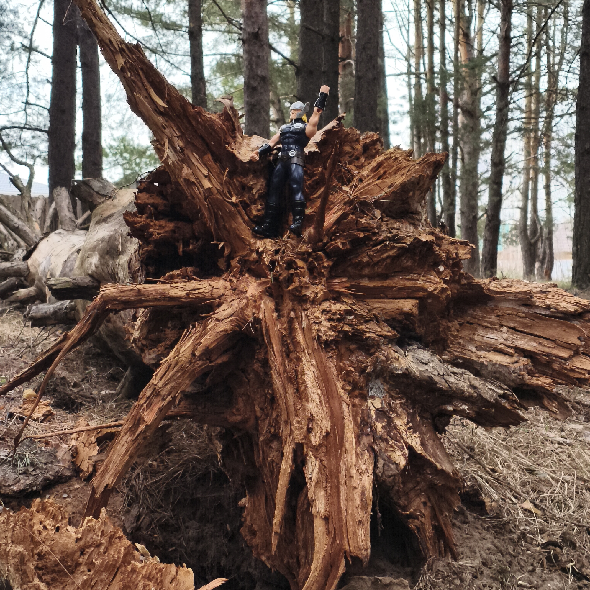 The image shows a weathered tree root system in a forest setting. A toy figurine of a character resembling Thor stands on the root structure with one arm raised. The surrounding environment consists of tall pine trees, dead leaves and twigs on the ground. It's located in a city of Chaikovsky, Russia.
