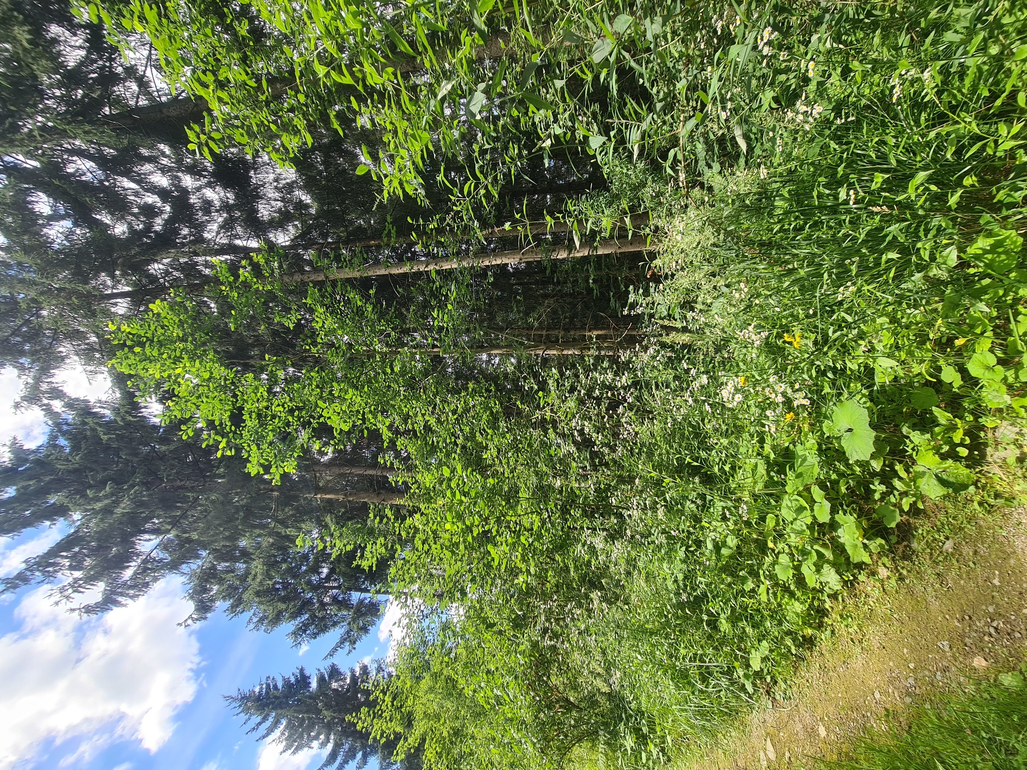 This is a vertical, eye-level, medium shot of a dirt path curving into a dense forest on a sunny day with a blue sky and scattered white clouds. The path is made of dirt and gravel, with green grass growing on either side. The forest is filled with tall evergreen trees and lush green undergrowth, including bushes and small white flowers. The sunlight filters through the trees, creating dappled shadows on the ground. The scene appears to be in a natural setting, likely a park or trail within the city of Feldkirchen in Kärnten, Austria. There are no people or animals visible in the image.