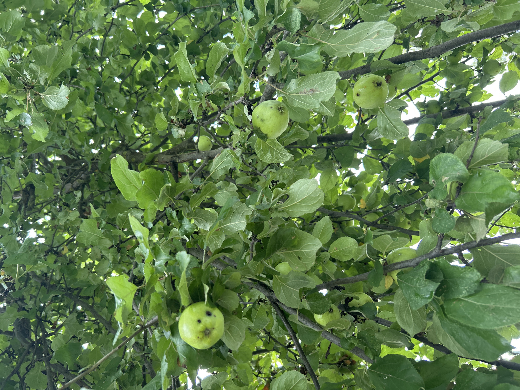 The image shows a close-up view of a green apple tree laden with unripe apples, set against a backdrop of lush green leaves and branches. The apples vary in size and some display small blemishes or marks. The natural light filters through the dense foliage, creating a dappled effect. The scene appears to be outdoors, possibly in a garden or orchard, within the city of Kalitsino, Russia. There are no people or animals visible in the image.