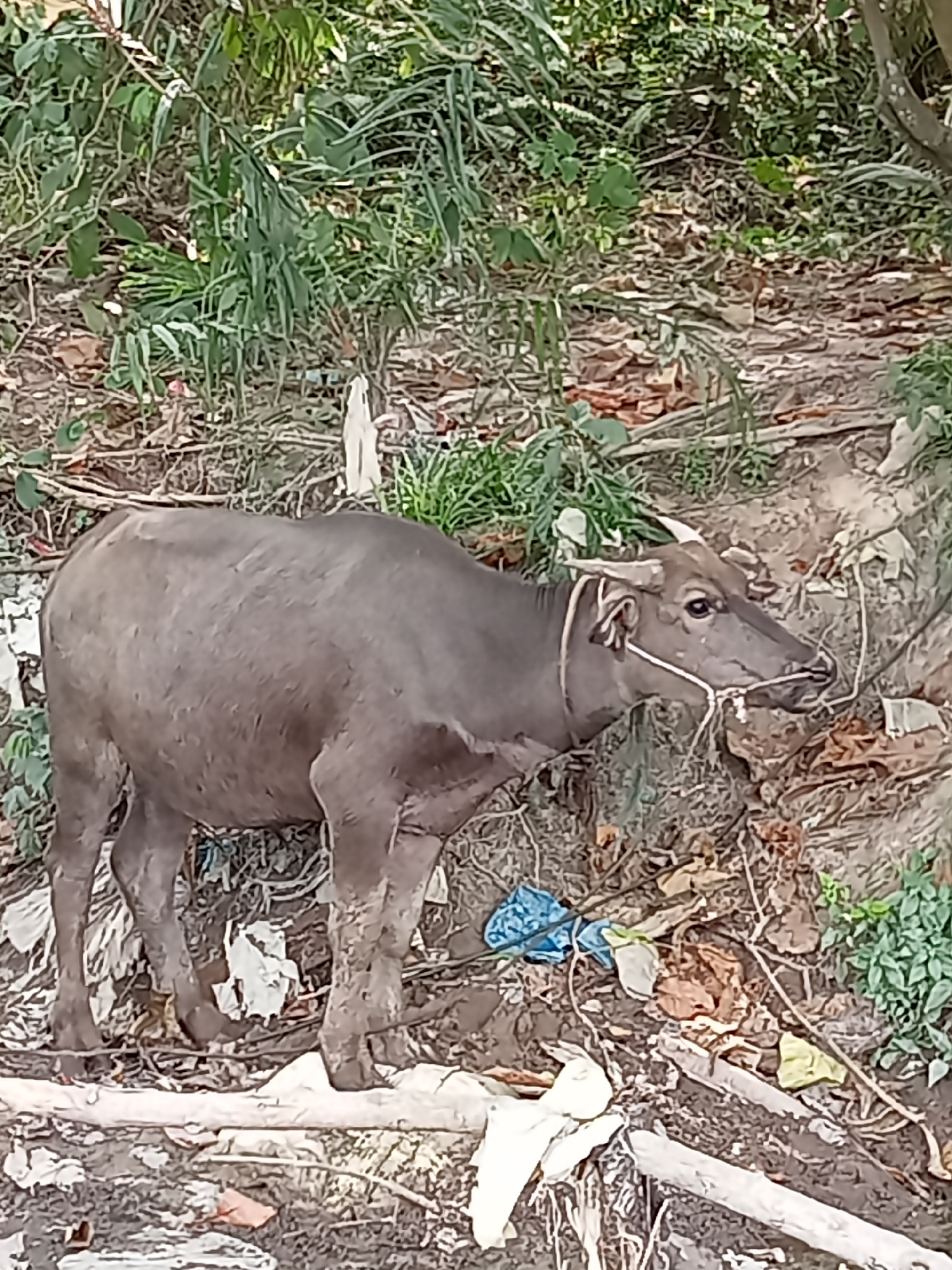 A young carabao, a species of domestic water buffalo, stands on a dirt embankment overgrown with vegetation. It is tethered by a rope around its muzzle. The ground is littered with debris, including plastic bags and leaves. The carabao is facing right, its head tilted slightly upwards. Its skin is dark gray and appears somewhat dusty. The background consists of dense green foliage and more of the muddy, debris-strewn embankment. The image appears to be taken outdoors, likely in a rural or semi-rural setting within Teluk Kenidai, Indonesia. There are no visible people in the image.