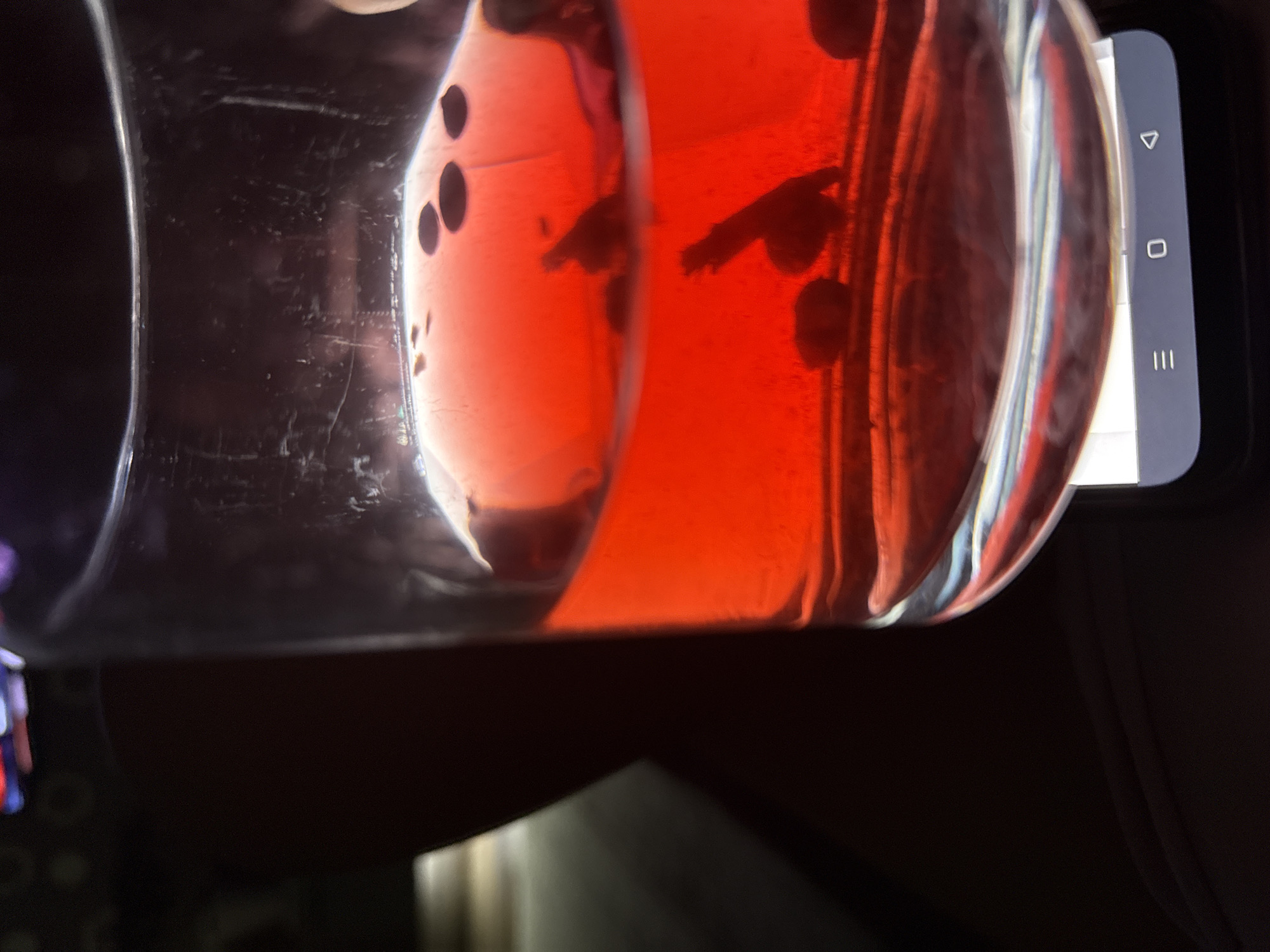 A tilted, close-up shot depicts a clear glass vase or container filled with a red liquid. Within the liquid are dark, irregular shapes that may be solid objects or sediment. The exterior of the vase has some scratches and imperfections. A smartphone is positioned behind and to the right of the vase, with its screen showing the standard Android navigation buttons (triangle, circle, and horizontal lines). The bottom portion of the frame shows a dark, shadowed area with some indistinct shapes. The location in the city of Chaikovsky, Russia cannot be determined from this image alone.