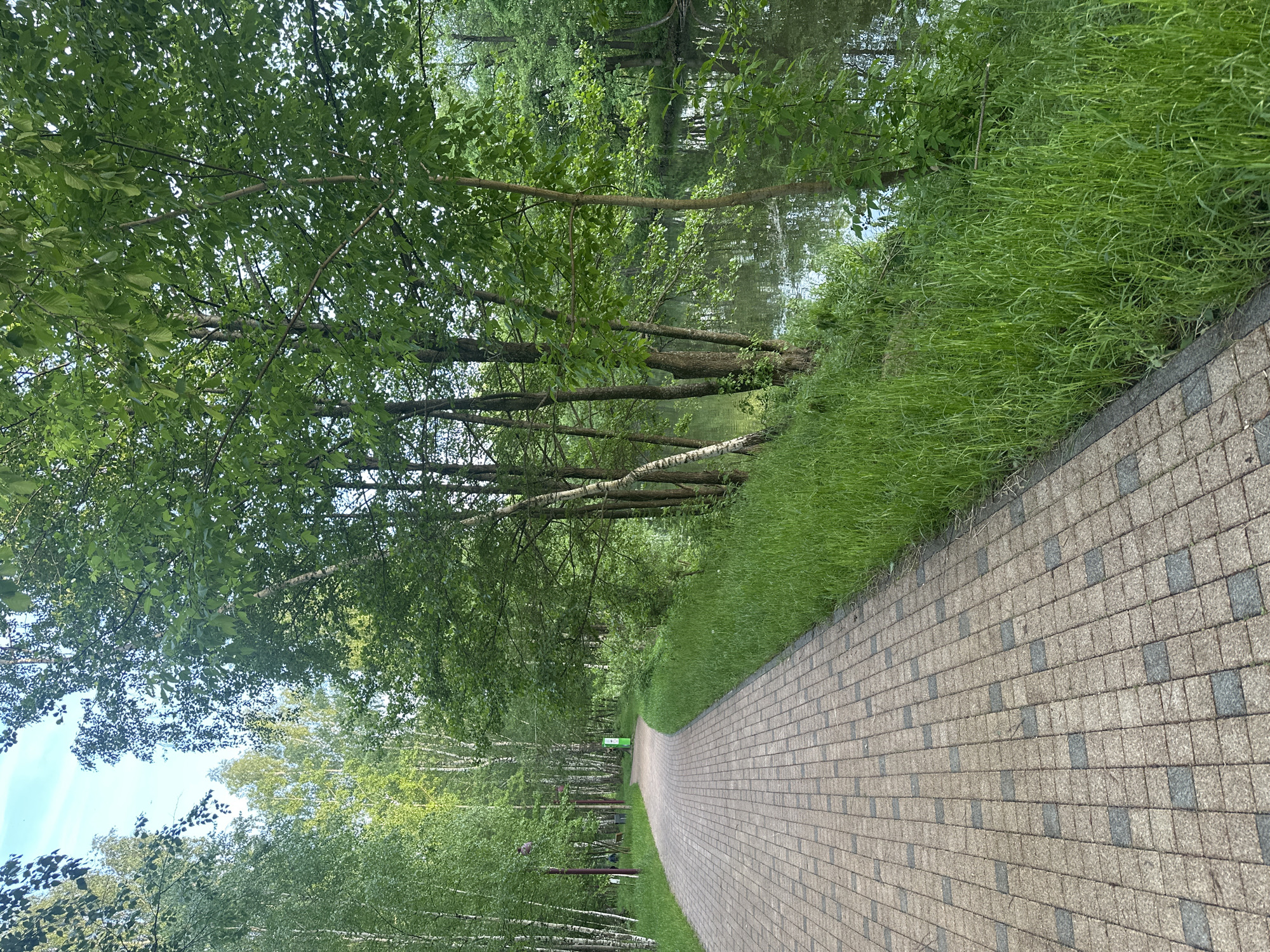 The image depicts a paved pathway in Grebnevo, Russia, bordered by trees and vegetation on either side. The path is constructed of rectangular brick-like pavers, alternating in color to create a pattern. Lush green grass grows along the edge of the path, transitioning into a dense forest on one side and a body of water obscured by trees on the other. The trees form a canopy overhead, filtering the sunlight. The scene suggests a recreational area or park.