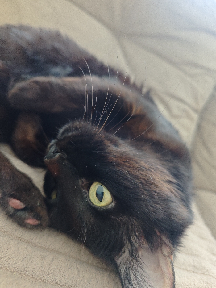 A black domestic cat is observed lying on a light beige textured upholstered surface, likely a couch or cushion, in an indoor setting within Chaikovsky, Russia. The cat is positioned on its left side or back, with its head tilted upward and turned to its right, facing the viewer. Its left eye, prominently visible, displays a light yellow-green iris with a vertical, elliptical pupil reflecting an overhead light source. Numerous long, light-colored vibrissae extend from its muzzle. Subtle dark brown or auburn undertones are visible within the black fur on its head and body, particularly around the ears and face. The visible front paw shows pink toe pads. The cat's posture suggests a state of repose or alert observation.
