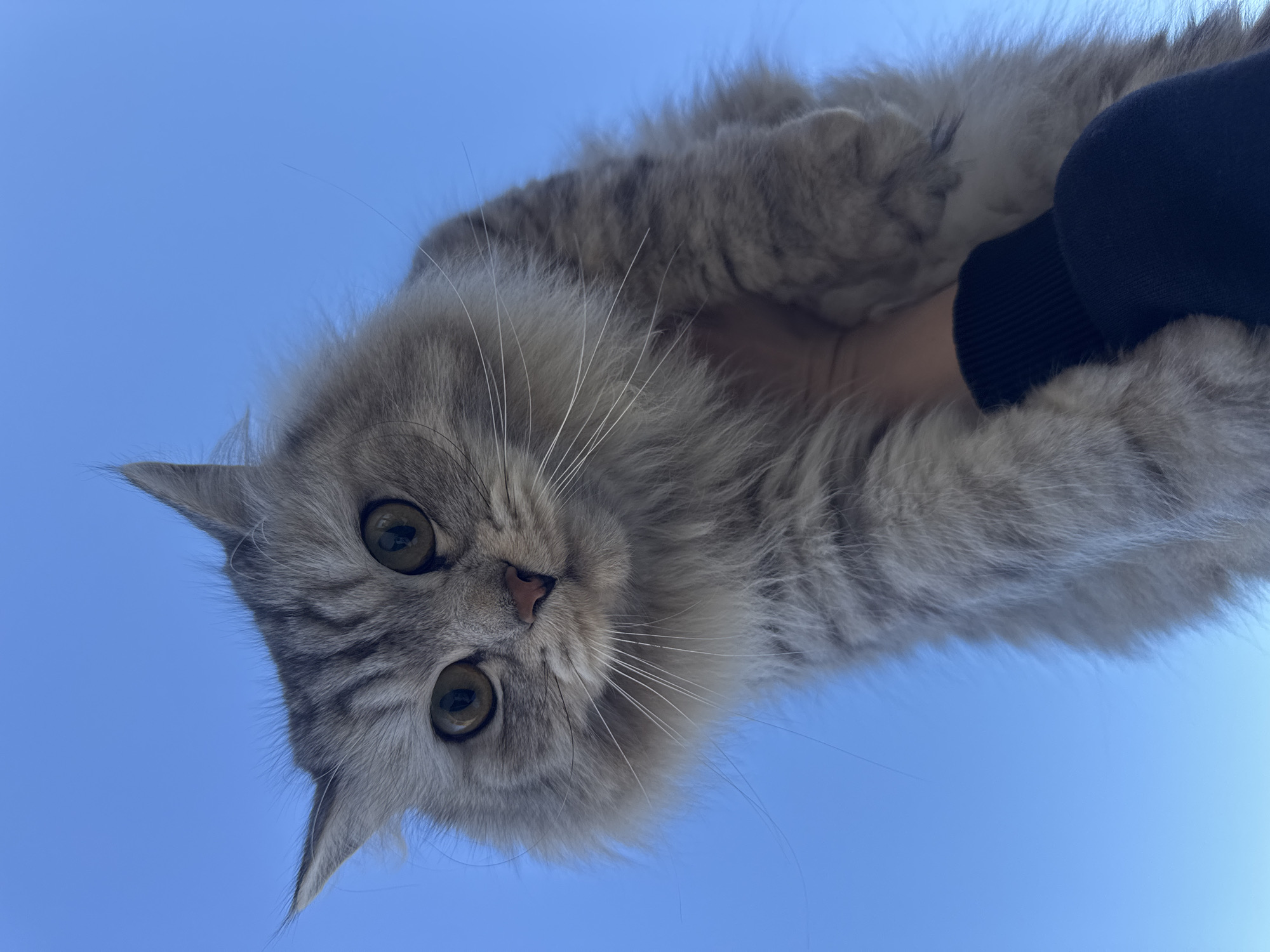 A low-angle shot shows a fluffy, grey tabby cat held up against a clear blue sky. The cat is viewed from below, with its head tilted slightly. The cat's face is detailed, showing its green eyes, pink nose, and long white whiskers. A person's arm, wearing a dark blue long-sleeved shirt or jacket, can be seen holding the cat. The background is a clear, solid blue. The location, Ферма, Russia, is not visually evident from the image content.