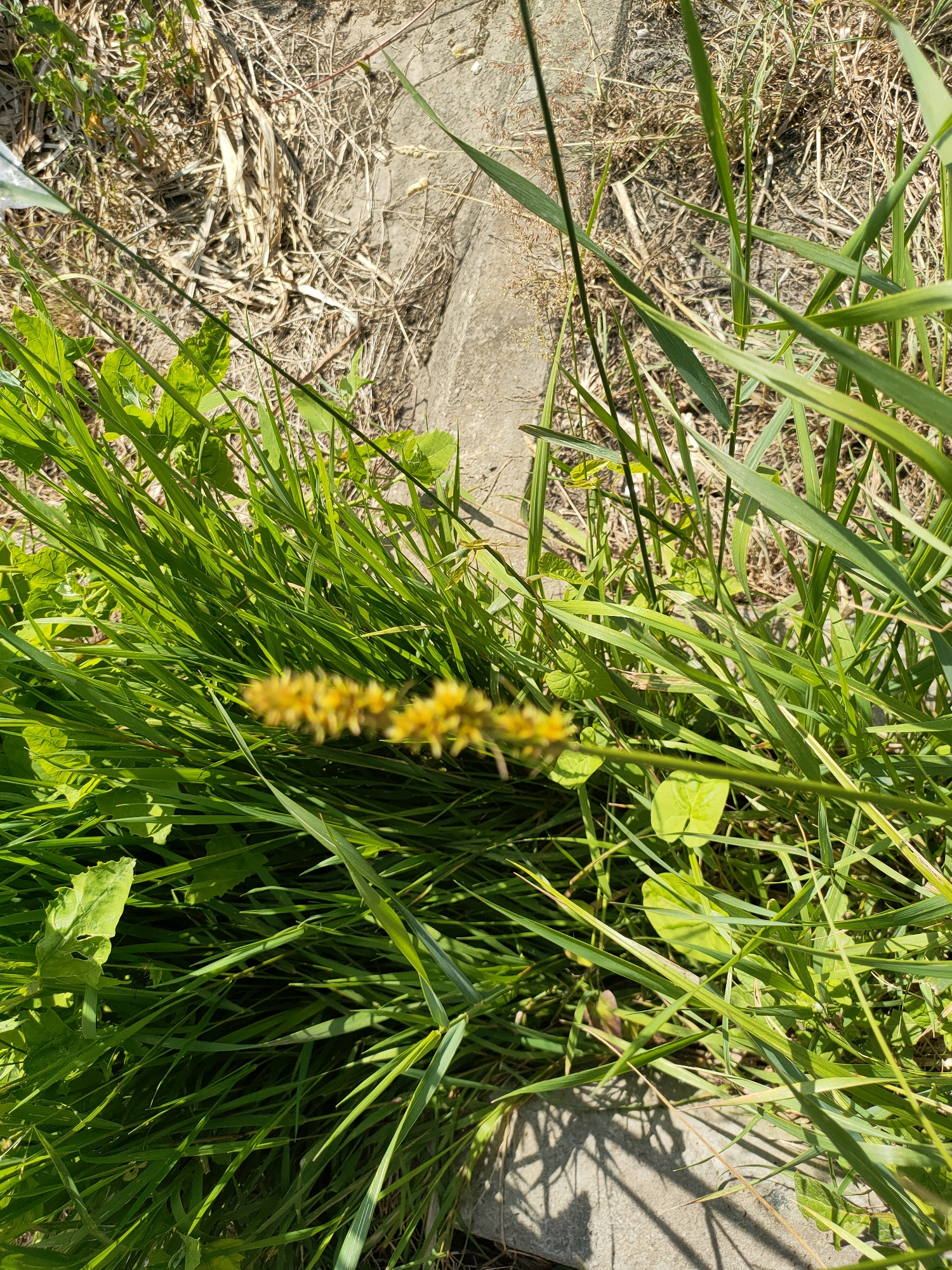 A close-up, eye-level, outdoor, daylight shot features a blurry, elongated stalk of yellow flowers in the foreground, surrounded by abundant, bright green grass and other vegetation. In the background, dry, brown grass and a gray concrete curb are visible. The scene appears to be a natural or semi-natural setting within a city, such as a park or roadside in Nosivka, Ukraine. No people or animals are present, and no specific actions are taking place. The lighting suggests it is daytime with bright sunlight, casting shadows from the vegetation onto the concrete.
