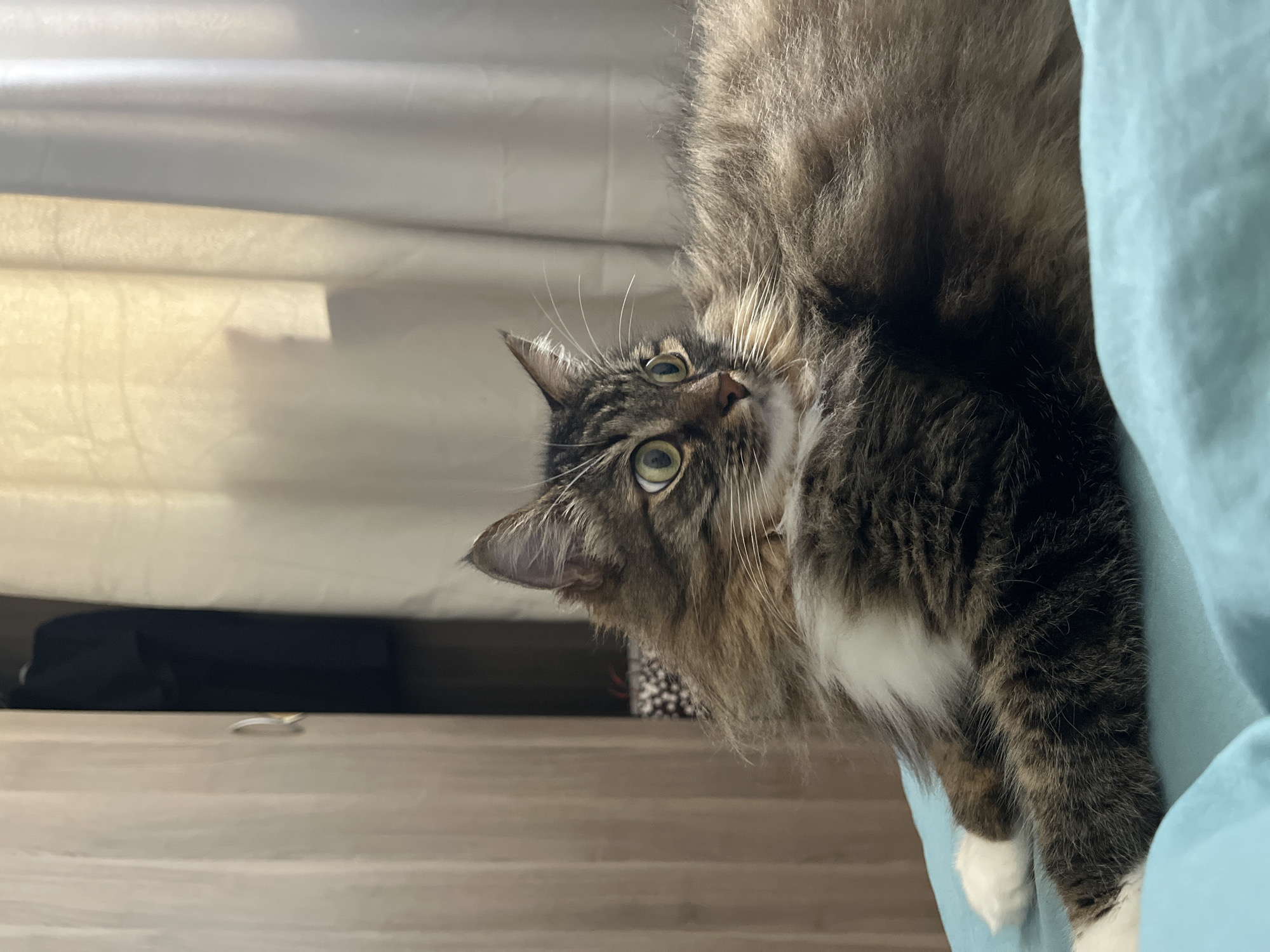 A long-haired tabby cat with green eyes lies on a turquoise surface. The cat's fur is a mix of brown, black, and white. Its front paws are visible, with white socks. In the background, a light-colored curtain is visible, and to the left, a wooden wardrobe with a silver handle. The lighting suggests it is daytime. The scene does not contain any elements that indicate a specific location in Sochi, Russia.