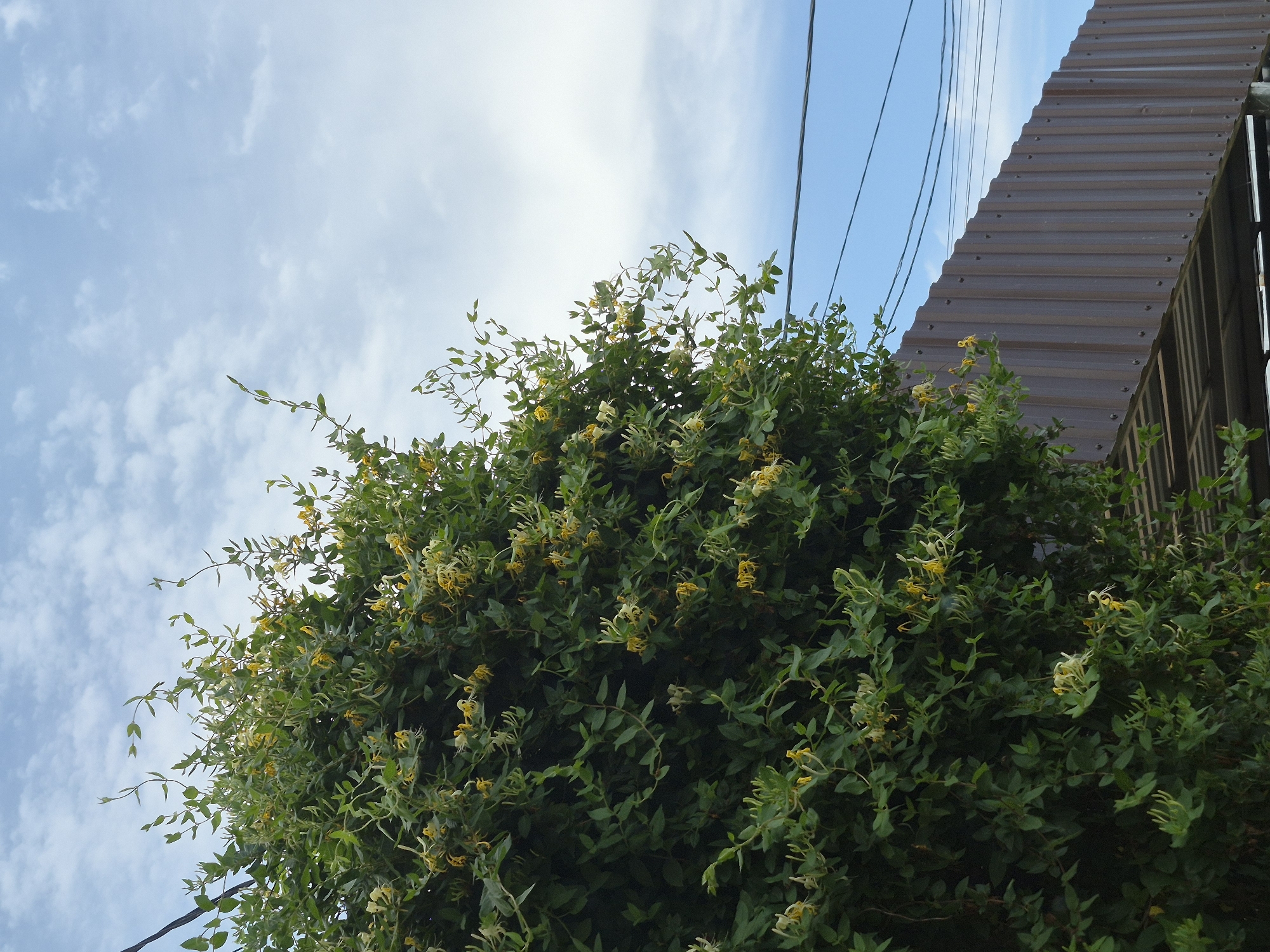 The image shows a dense green bush with yellow and white flowers climbing upwards against a blue sky with white clouds. A corrugated metal structure, possibly a fence or roof, runs diagonally from the bottom right corner towards the left. Several dark electrical wires are visible stretched across the sky. The location is specified as Astrakhan, Russia, though no specific landmarks are identifiable in the image to confirm this. There are no people or animals present in the scene.