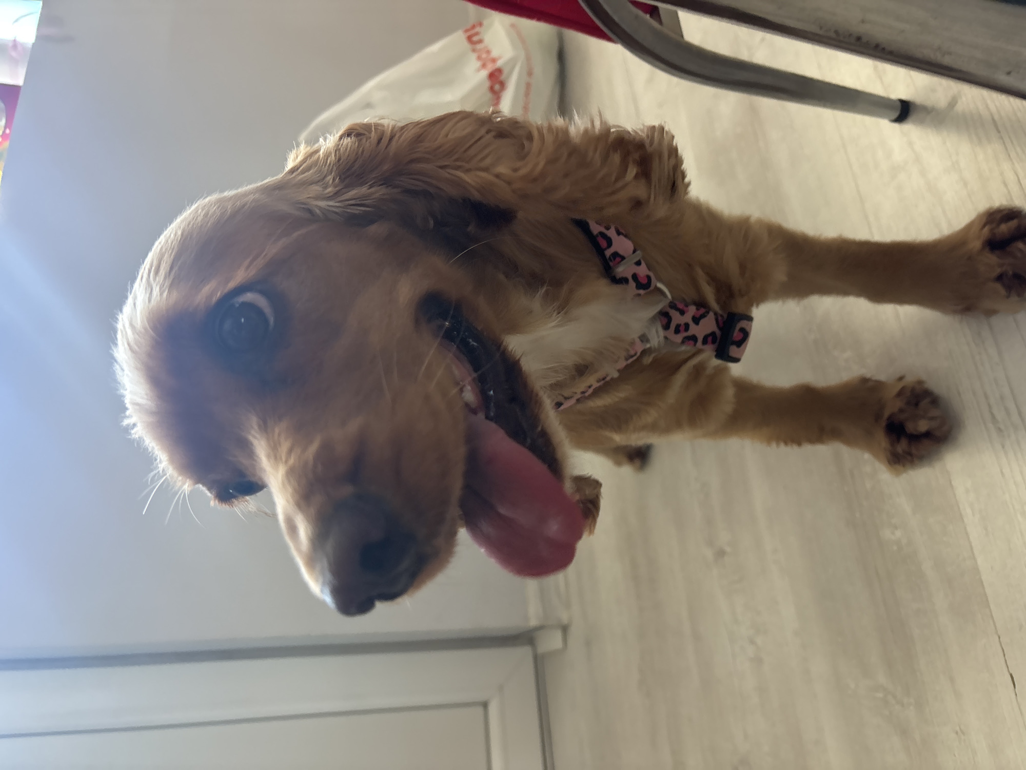 A medium shot shows a young golden-brown cocker spaniel with its mouth open and tongue out, panting. The dog is wearing a pink and black leopard-print harness. The background is blurry but appears to be an indoor setting with light-colored walls and a wooden floor. A white plastic bag and a portion of a silver metal chair are visible in the background. The image does not provide any information about the location in the city of Dibich, Bulgaria.