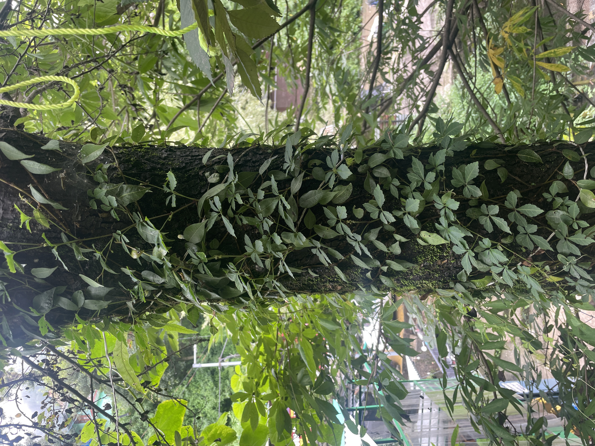 The image captures a close-up view of a tree trunk covered in vines and moss, set against a blurred backdrop of greenery and distant buildings. The tree trunk is dark and textured, with many small, delicate green leaves growing in clusters along its surface. Some vines are thin and winding, while others are thicker and more established. The leaves are a vibrant green, with some appearing to be slightly wet, possibly from recent rain.
In the background, the scene is out of focus, but hints of a city environment can be discerned. There are glimpses of buildings with colorful roofs, some appearing to be residential or possibly commercial structures. Electrical wires and poles are visible, suggesting an urban or semi-urban setting. The overall impression is one of lush vegetation encroaching on man-made structures, typical of a natural setting within or near a populated area. The presence of what appears to be a bright yellow rope in the upper right corner adds a pop of color and suggests potential human activity or the presence of outdoor equipment. The lighting suggests it is daytime, with diffused light indicating an overcast or shaded condition. While the specific location within Bhagsu, India, cannot be definitively identified from the visual evidence alone, the presence of lush greenery and the architectural style of the visible buildings are consistent with the region. There are no people visible in the frame.