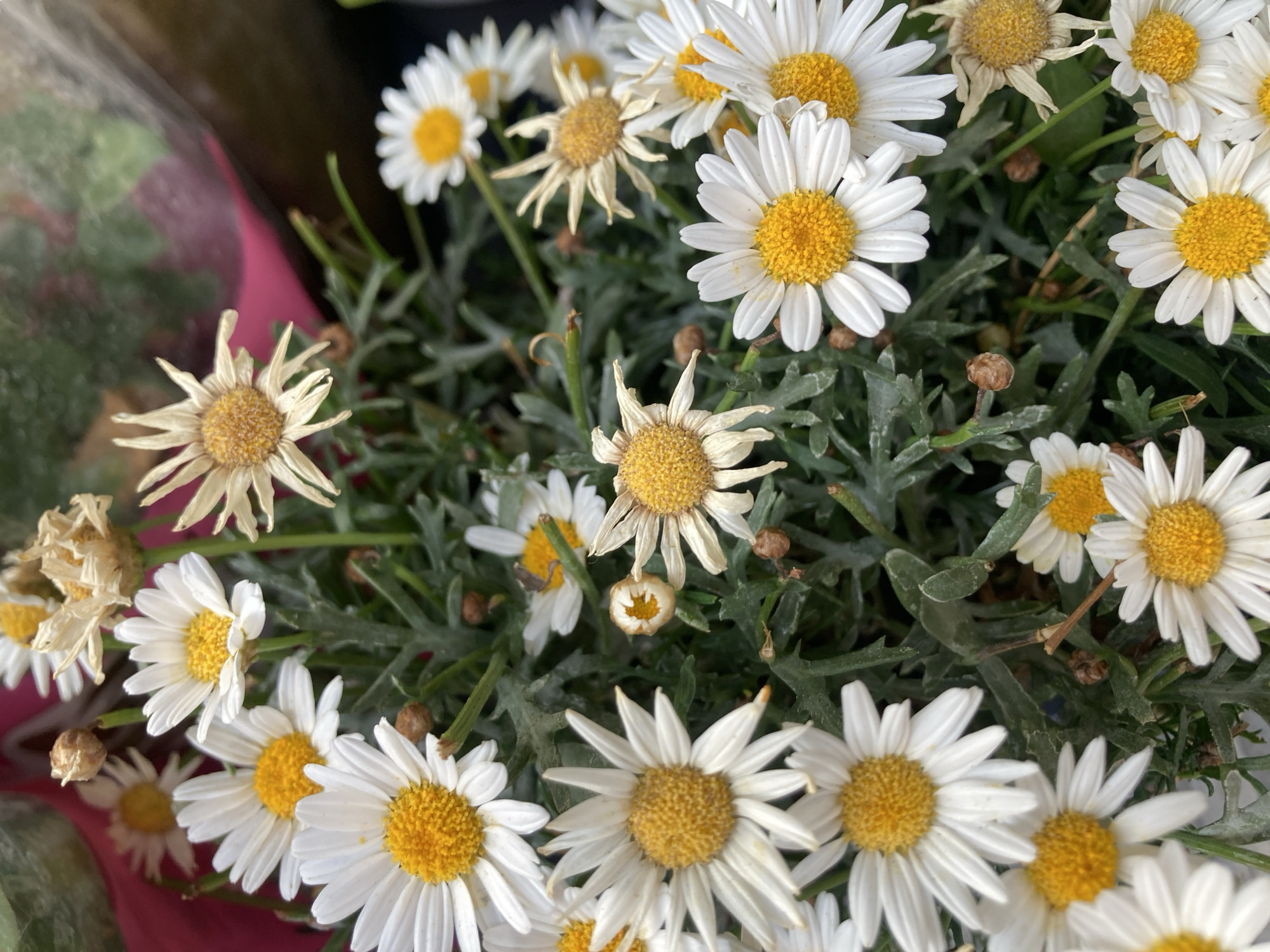This image is a close-up, overhead shot of a dense cluster of daisies. The flowers vary in their stage of bloom, with some fully open and vibrant white petals surrounding bright yellow centers, while others are withered and browning, their petals curled and dry. Some buds are also visible. The daisies are set against a backdrop of dark green, feathery foliage. The overall impression is one of natural growth, with both healthy and decaying elements present. The lighting suggests it is daytime, and the setting appears to be outdoors, possibly a garden or a florist's display. There is no visible text or identifiable human presence in the frame. The context of Barcelona, Spain, does not provide any specific visual cues within the image itself.