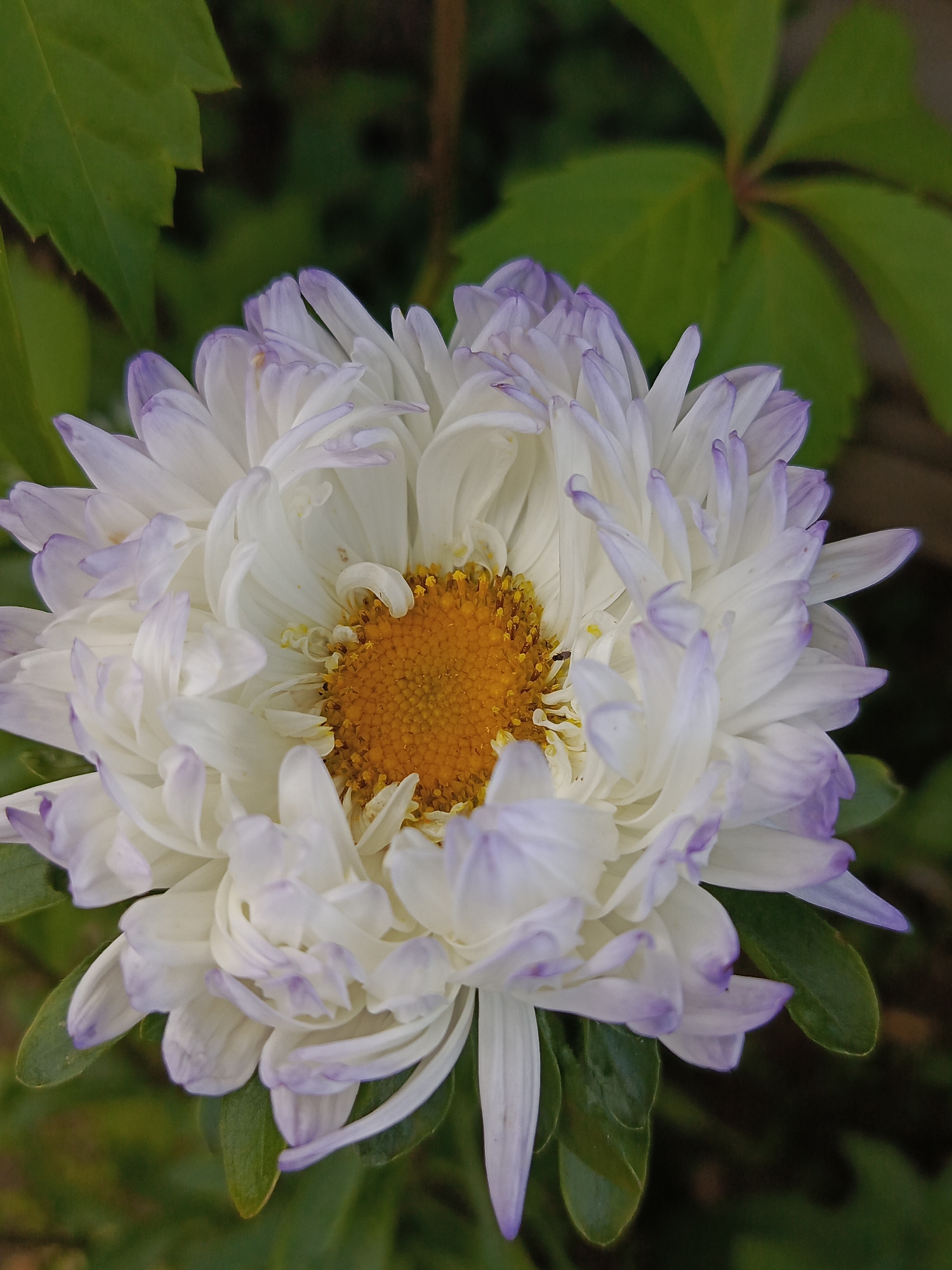 A close-up, full-frame shot captures a multi-petaled white aster flower with pale purple tips against a blurred green background of leaves. The flower's center is a vibrant yellow, with a texture resembling fine bristles. The petals are numerous and layered, some curling inward and others extending outward, creating a full and textured appearance. The image is sharpest on the flower itself, with the surrounding foliage softly out of focus, suggesting a shallow depth of field. The lighting appears natural, highlighting the delicate textures of the petals and the bright yellow center. The scene is devoid of any human presence or activity, presenting a still-life portrait of the flower. The location within the city of Kauchuk Stantsiya, Russia, is not discernible from the visual information provided in the image.