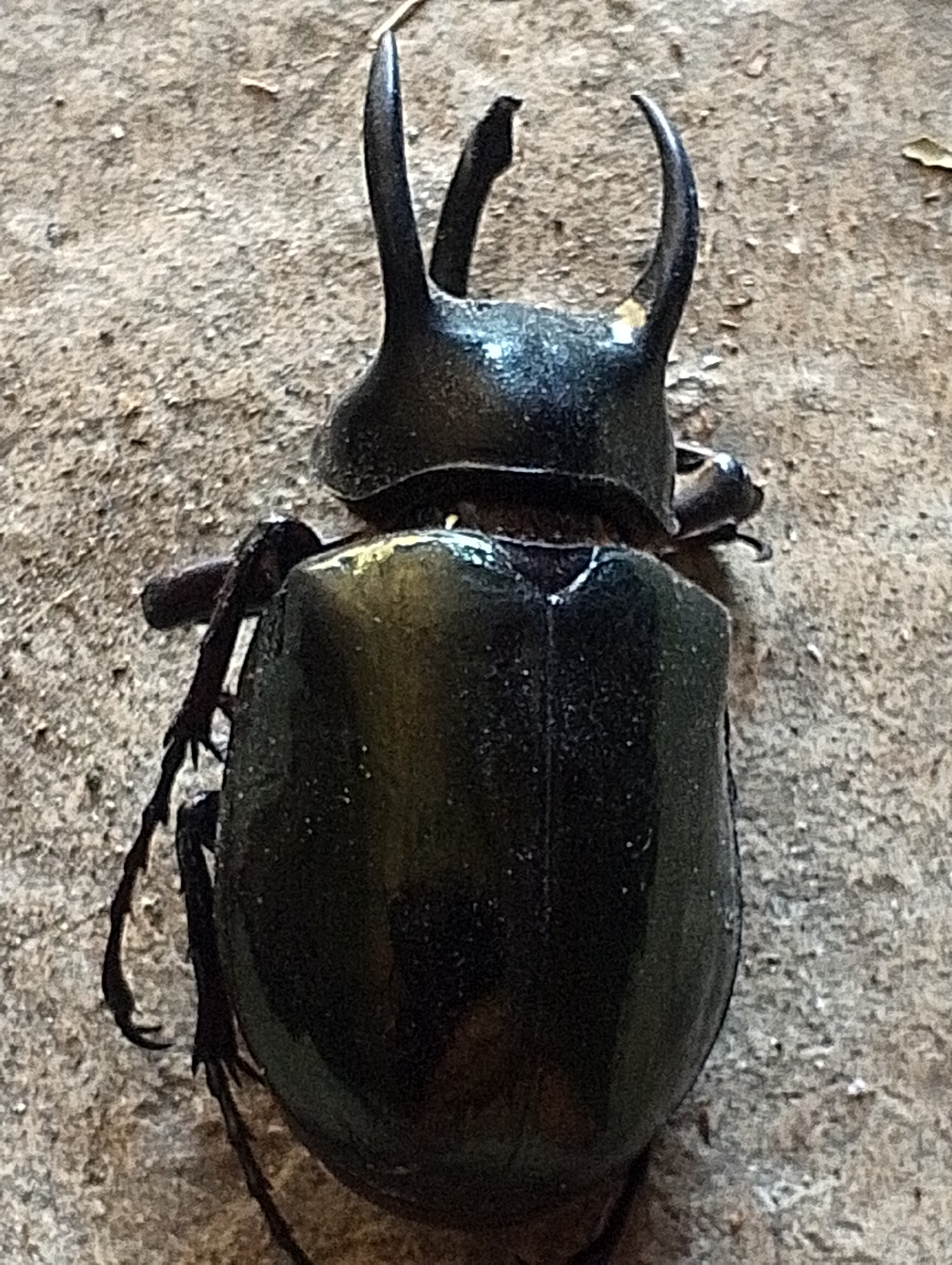 A black rhinoceros beetle with prominent horns is positioned centrally on a rough, textured, gray surface, possibly concrete or asphalt, with small debris scattered around. The beetle is viewed from a top-down perspective, with its dark, iridescent exoskeleton clearly visible. Its head features two curved horns, and its body is segmented. The textured surface suggests an outdoor environment.