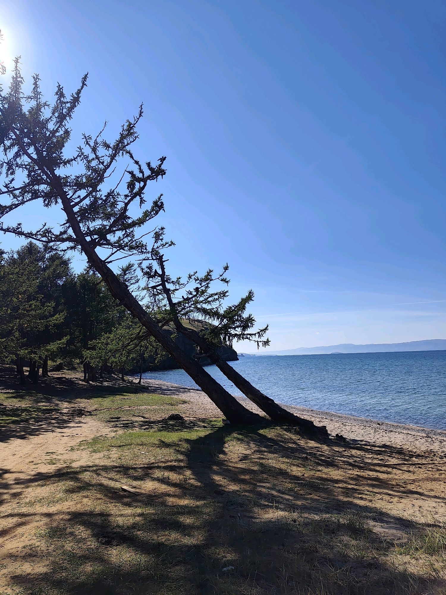 This is a vertical, wide-angle, eye-level photograph of a serene shoreline in Kharantsy, Russia. The foreground is dominated by a sandy beach with sparse green grass and dappled shadows cast by trees. Two large, leaning pine trees are the most prominent natural features in the middle ground, their trunks angled sharply towards the right. Beyond the trees, a calm, blue body of water stretches towards the horizon, meeting a distant, hazy mountain range under a clear, bright blue sky. The sunlight casts long shadows across the sand, indicating a time of day when the sun is relatively low. The overall impression is one of peaceful, natural beauty.
