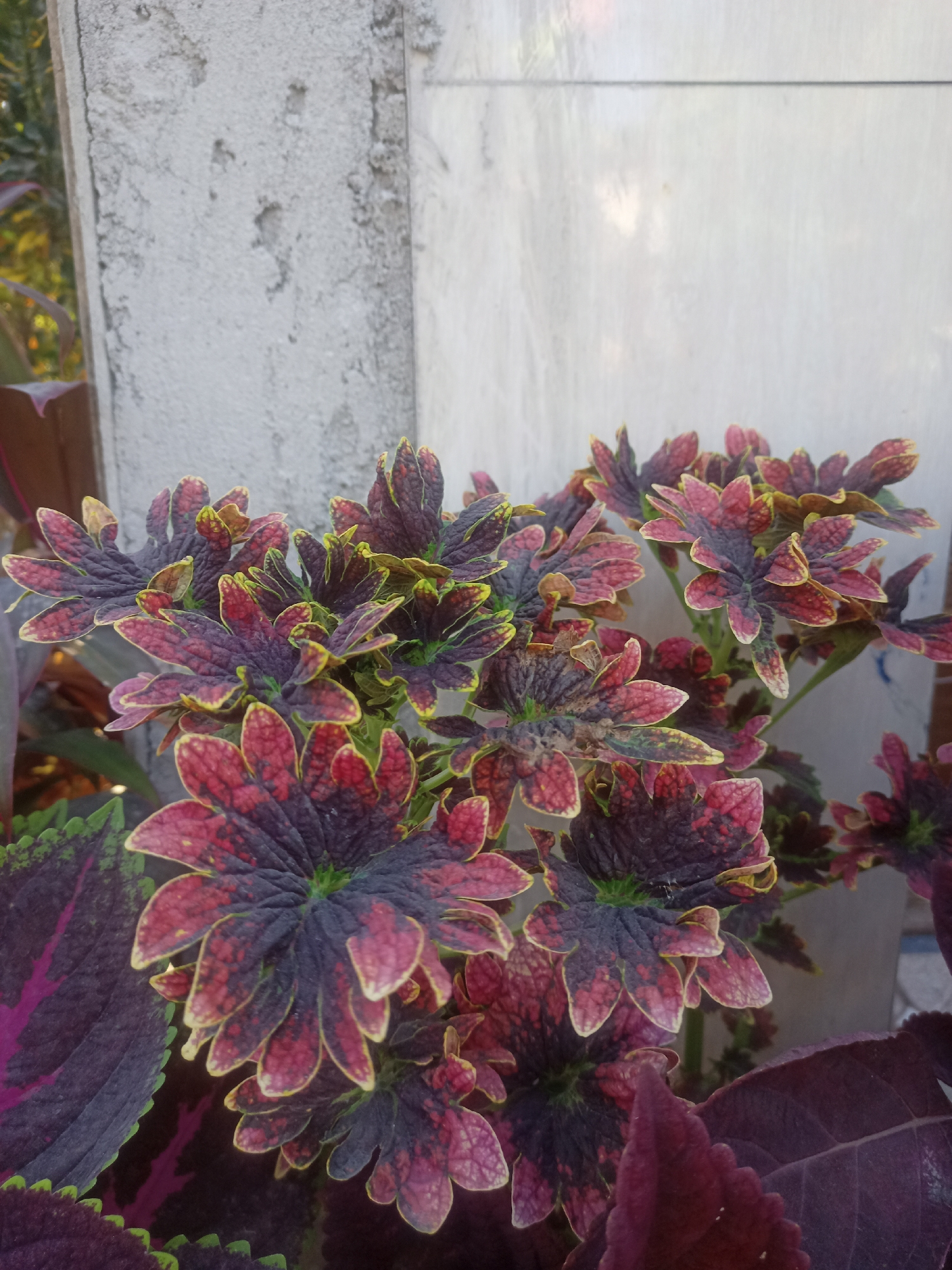 A close-up, eye-level shot captures a cluster of vibrant coleus plants with deeply serrated leaves. The leaves display a striking color gradient, ranging from deep burgundy and purple at the center to bright red and yellow at the edges. The background consists of a textured, light-gray concrete wall on the left, possibly part of a building or fence, and a smoother, off-white surface with horizontal lines on the right, which could be another wall or a large tiled surface. The lighting suggests it is daytime, casting soft shadows and highlighting the rich colors of the foliage. The overall scene is that of a well-maintained garden or an outdoor decorative space in Karangtalun, Indonesia, with the focus being on the intricate beauty of the coleus leaves. There are no people or animals visible in the image.