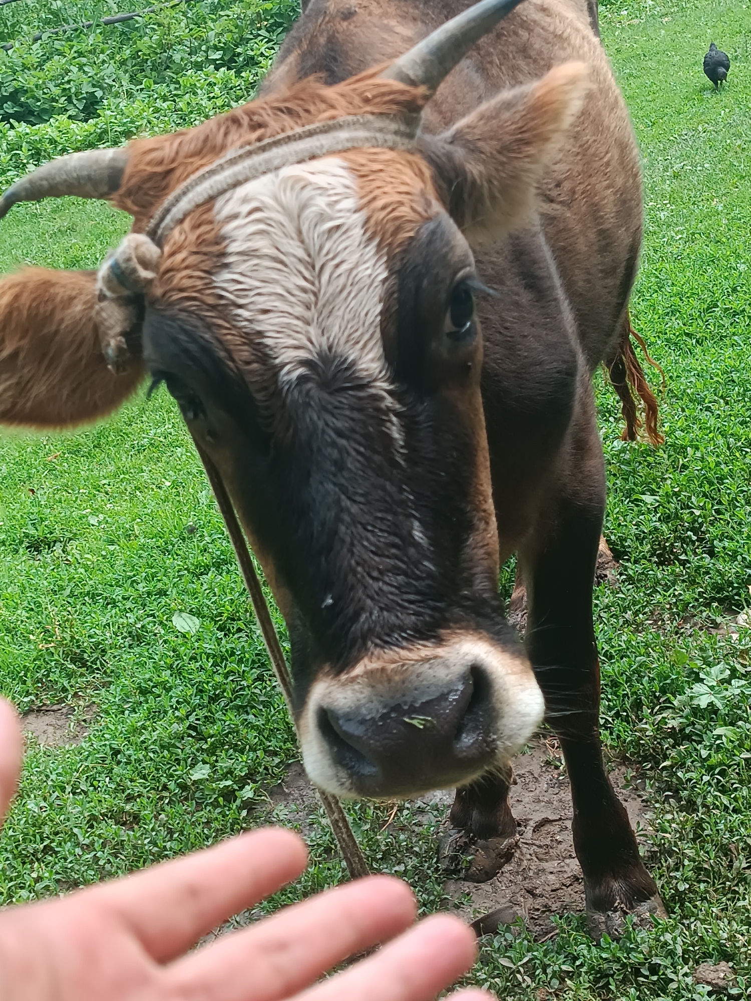 A close-up, eye-level shot features the head of a brown and white cow in the foreground, facing the camera. The cow has short, curved horns and a rope halter around its head. Its fur is a mix of brown and white, with a prominent white stripe running down its forehead. The cow's nose is dark and wet, with a few strands of green grass clinging to it. The background is out of focus, showing a grassy field with some greenery and a small black chicken in the distance. The lower left of the image shows a blurred human hand reaching towards the cow, with the fingers spread open. The ground is muddy in places, suggesting a recent rain or watering. The image appears to have been taken outdoors in a rural setting, possibly in or near the village of Жай-Терек, Kyrgyzstan, given the general appearance of the landscape and the presence of livestock.