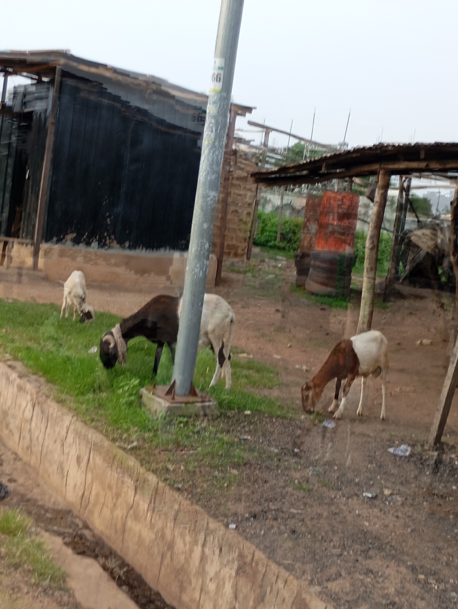 In Shendam, Nigeria, a scene unfolds with several sheep grazing on a patch of green grass adjacent to a dirt path. A large, dark-colored structure, possibly a building or shed with a corrugated metal roof, dominates the background on the left. A tall, grey pole stands prominently in the middle ground, with a white label attached to it displaying the number "66". To the right of the pole, a wooden structure with a corrugated metal roof provides partial shelter. Three sheep are visible: one is white and located in the far background on the left. Another sheep, with a dark brown head and neck and a white body, is grazing in the middle ground, facing left. A third sheep, with a brown back and white underside, is grazing on the dirt path in the foreground to the right, facing left. The ground is a mix of dry earth and scattered debris, including plastic bottles. The overall environment appears somewhat unkempt, suggesting a utilitarian or informal setting.