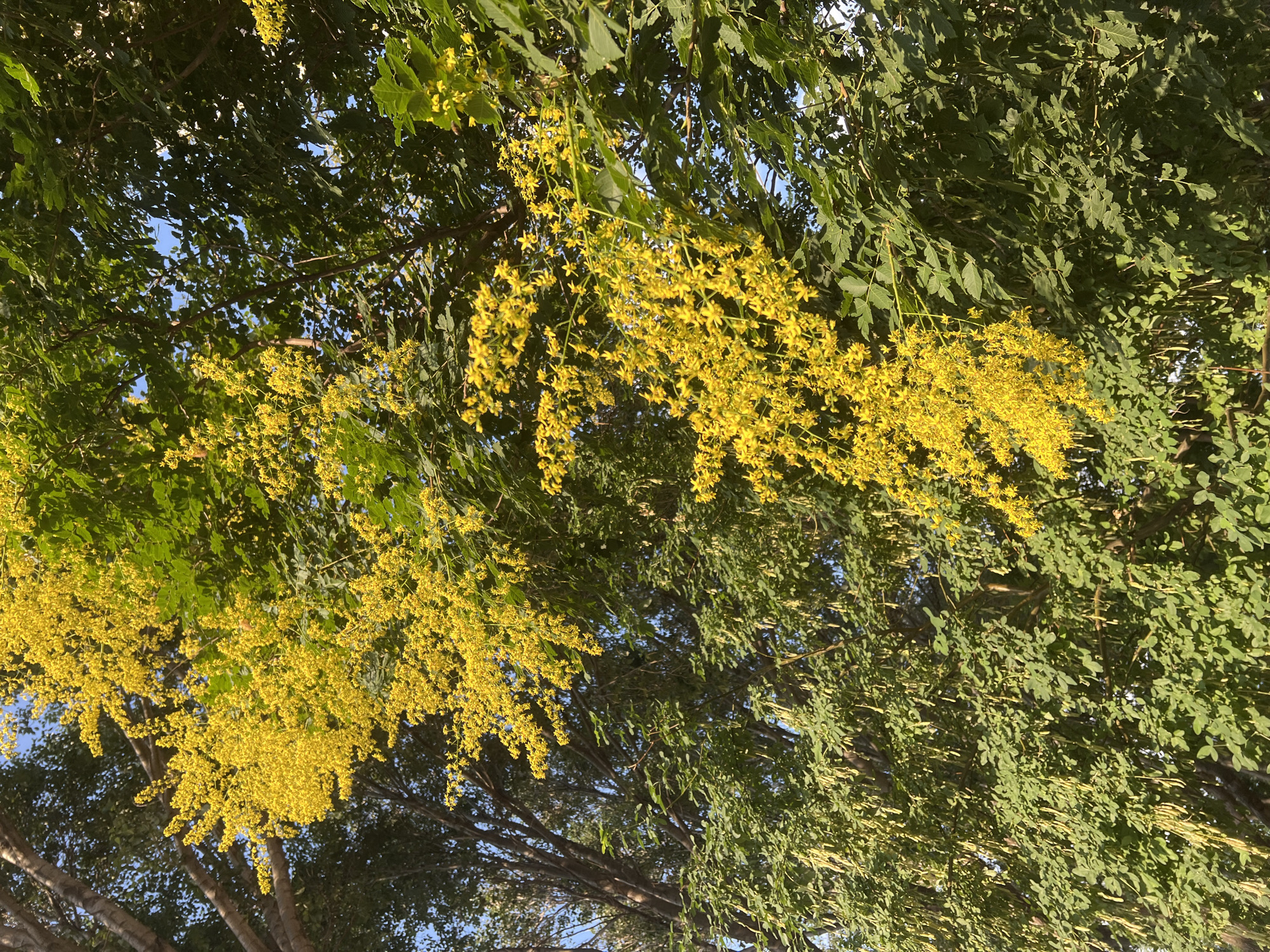 The image shows a close-up view of trees with abundant yellow flowers and green leaves, set against a bright blue sky. The perspective is looking upwards into the canopy of the trees. On the left side of the frame, a large cluster of delicate yellow flowers cascades downwards, appearing to be a part of a flowering tree. Interspersed with these yellow blooms are the lush green leaves of another tree, some of which appear to be compound leaves with multiple leaflets. In the background, darker tree trunks and branches are visible. The overall impression is one of a vibrant, sunlit natural scene, possibly in a park or garden. Without additional information, the specific location in Constanța, Romania cannot be determined from the image alone. No people, animals, or specific objects beyond the natural elements of the trees and sky are visible.