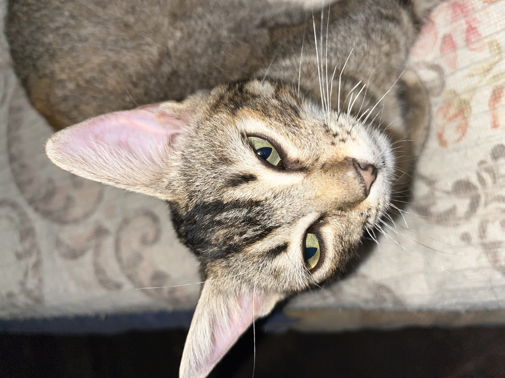 A close-up, high-angle shot captures the face of a domestic tabby cat, seen in Tinaquillo, Venezuela. The cat's head is tilted upwards, and its striking, almond-shaped green eyes are fixed directly on the viewer, displaying a curious and alert expression. The cat's fur exhibits a distinct tabby pattern with stripes and patches of brown, black, and tan or beige. Long, prominent white whiskers fan out from its snout. The inside of its pointed ears is a delicate pink, revealing subtle vein patterns. The cat appears to be resting or lying down on a surface. Behind and to the side of the cat, a patterned fabric, possibly part of a blanket or cushion, is visible. This fabric features an ornate or floral design in muted colors such as white, beige, and faded reddish-brown. The lighting is bright on the cat's face, enhancing the texture of its fur and the details of its features. There is no visible text in the image.