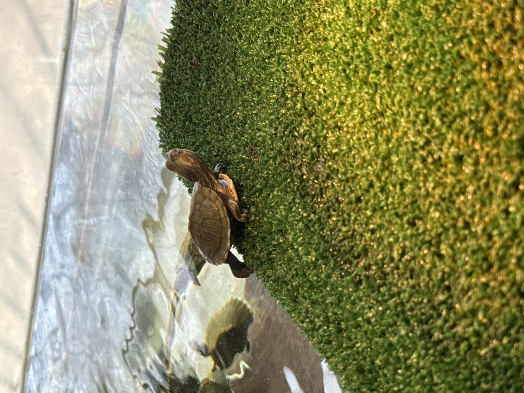 Here is a description of the image:
A turtle is sitting on a green, mossy surface next to water. The turtle is brown and has a patterned shell. The water appears clear and reflective. The background is out of focus. The image is shot from an elevated, slightly angled perspective.
