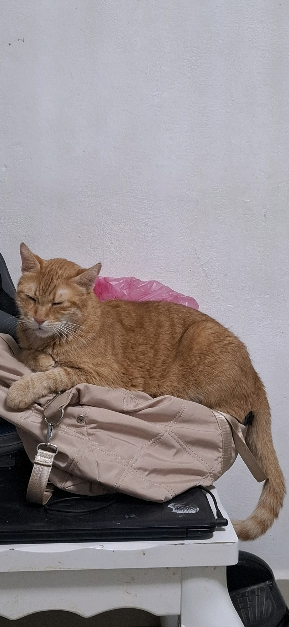 An orange tabby cat with its eyes closed is sleeping on a beige quilted bag, which is resting on a black laptop. A pink plastic bag is draped over the cat's back. The cat is positioned in the foreground of the image, with its head turned slightly to the left. The background consists of a textured white wall. The scene appears to be indoors, likely in a home setting. There is no indication of the city of Yerocham, Israel, in the image itself.