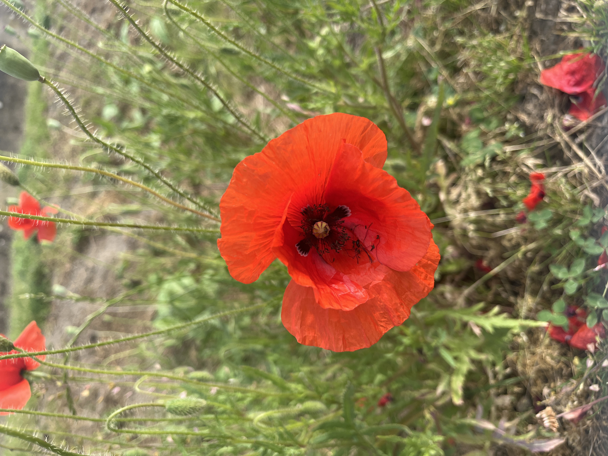 A single, fully-bloomed common red poppy (*Papaver rhoeas*) is centrally positioned in sharp focus, showcasing its vibrant scarlet petals and dark purplish-black reproductive organs. The flower is supported by a slender, hairy green stem. The background is rendered in soft focus, consisting primarily of dense green foliage, including wild grasses and other plants. Several additional out-of-focus red poppies, green poppy buds, and elongated green poppy seed pods on similar hairy stems are visible throughout the blurred background. Patches of light brown soil are evident among the vegetation, with scattered fallen red petals on the ground surface. The scene depicts a natural outdoor environment, indicative of a field or uncultivated area, located in Tarnivtsi, Ukraine. No human figures, animals, or artificial structures are present.