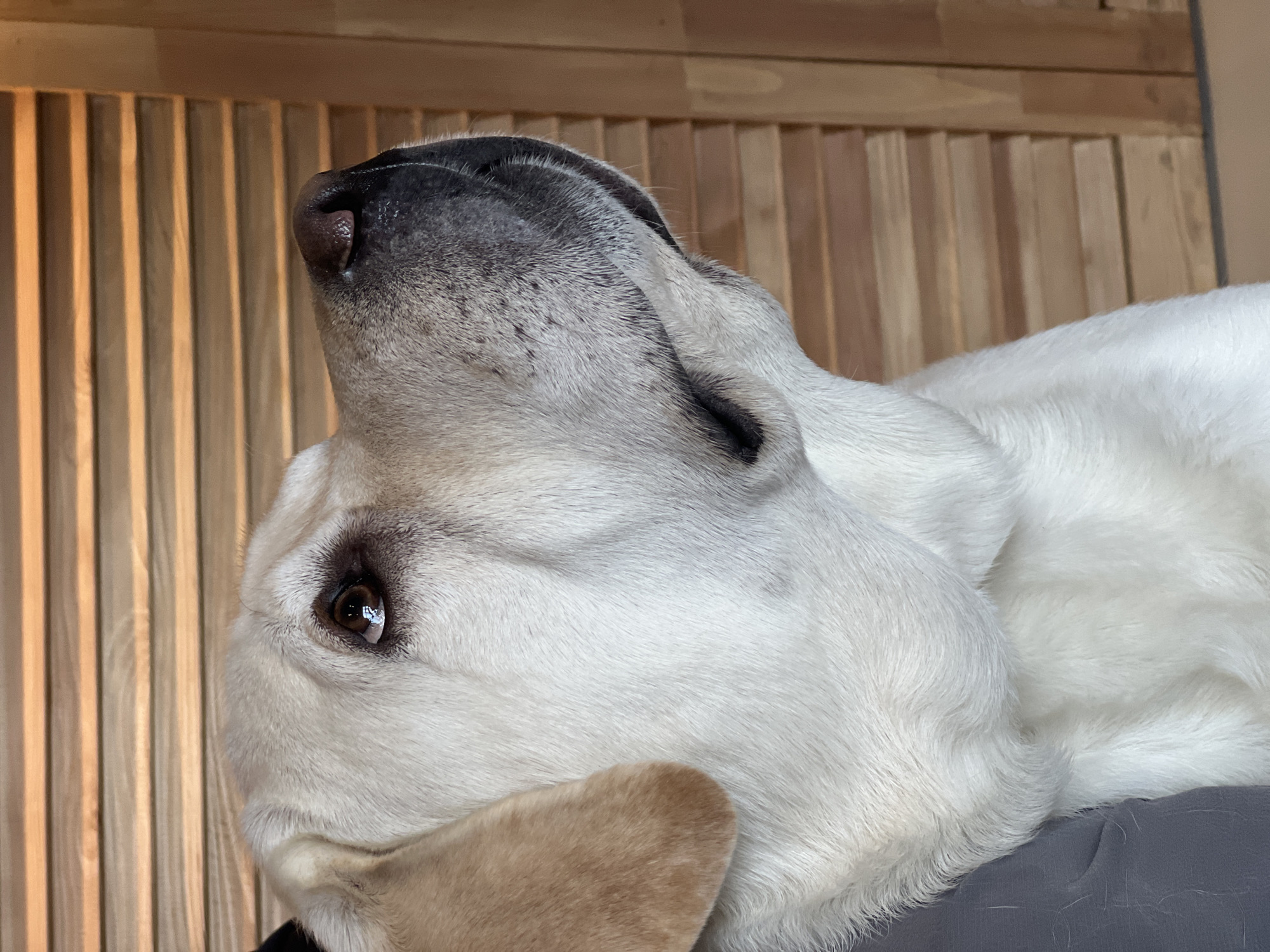 A close-up, high-angle portrait captures a light-colored dog, likely a Labrador Retriever, in a relaxed, contemplative pose. The dog's head is tilted significantly upwards and backward, revealing its moist, dark nose and the soft contours of its muzzle against a warm, wooden backdrop. Its right eye, a rich dark brown, is prominently featured, reflecting a distinct light source and appearing to gaze towards the upper left. The dog's fur is a pristine white or cream, showing subtle transitions to grayish tones around its snout and ears, indicating age or specific fur patterns. A single, light brown ear peeks into the bottom left corner of the frame.
The background is composed of a series of uniformly spaced, vertical wooden slats in a natural, light brown hue, suggesting a modern headboard or accent wall. This linear pattern provides a clean and structured contrast to the dog's soft, curved form. The dog is comfortably settled on a dark gray, textured fabric, likely bedding, parts of which are visible at the bottom right. The overall lighting is soft and ambient, accentuating the fine texture of the dog's fur and the grain of the wood, implying an indoor setting during daylight hours. No text is present in the image. The scene depicts a quiet moment in Mytishchi, Russia.