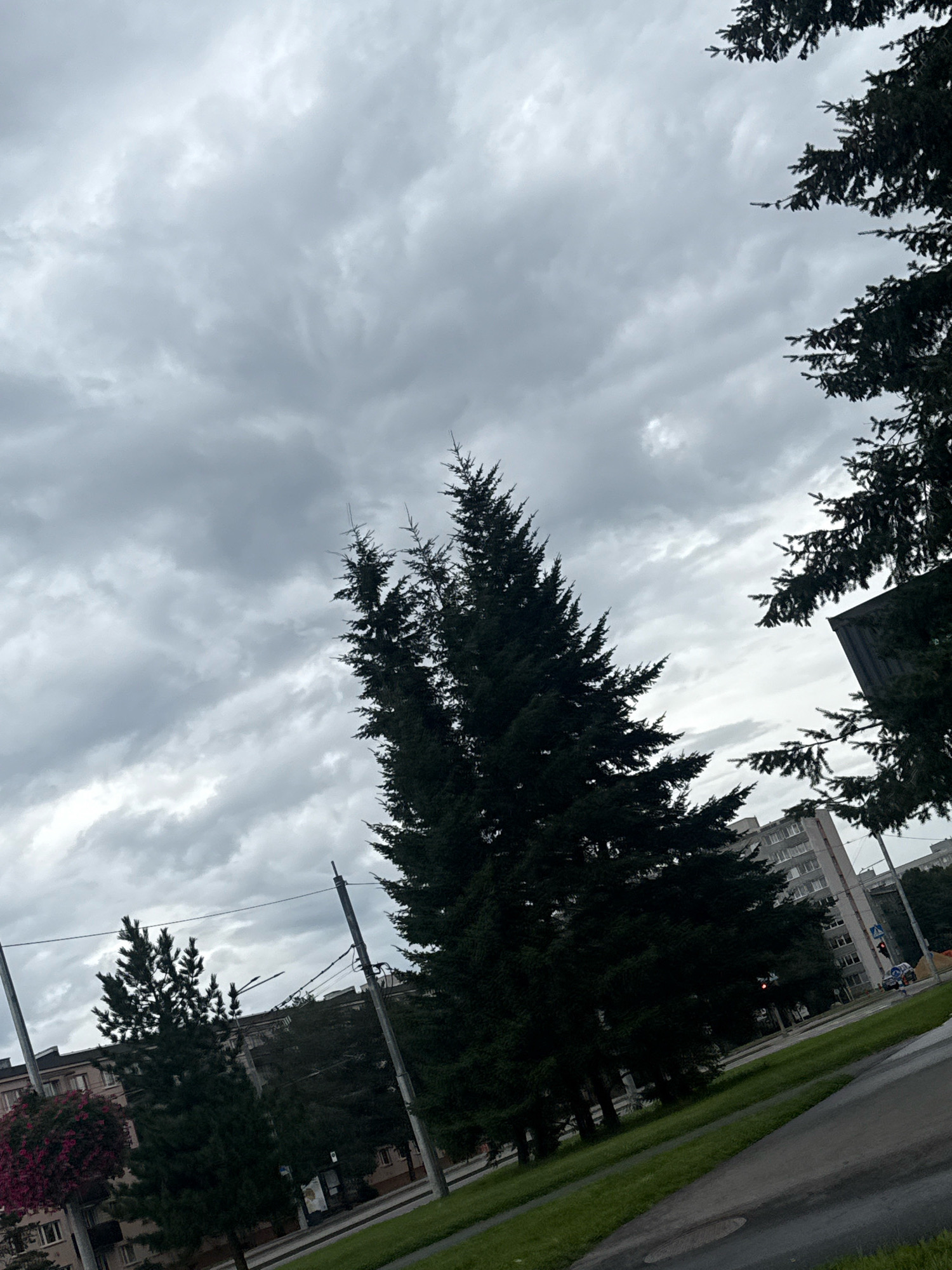 The image captures an overcast sky over an urban environment. Tall coniferous trees dominate the foreground, with their dark green foliage contrasting against the muted gray clouds. In the background, apartment buildings with multiple stories and windows are visible. A street with a traffic light, which is red, is present, and a car is stopped at the intersection. There is a grassy area bordering the street and sidewalk. The scene appears to be located in Tallinn, Estonia, given the architectural style of the buildings and the presence of typical urban infrastructure.