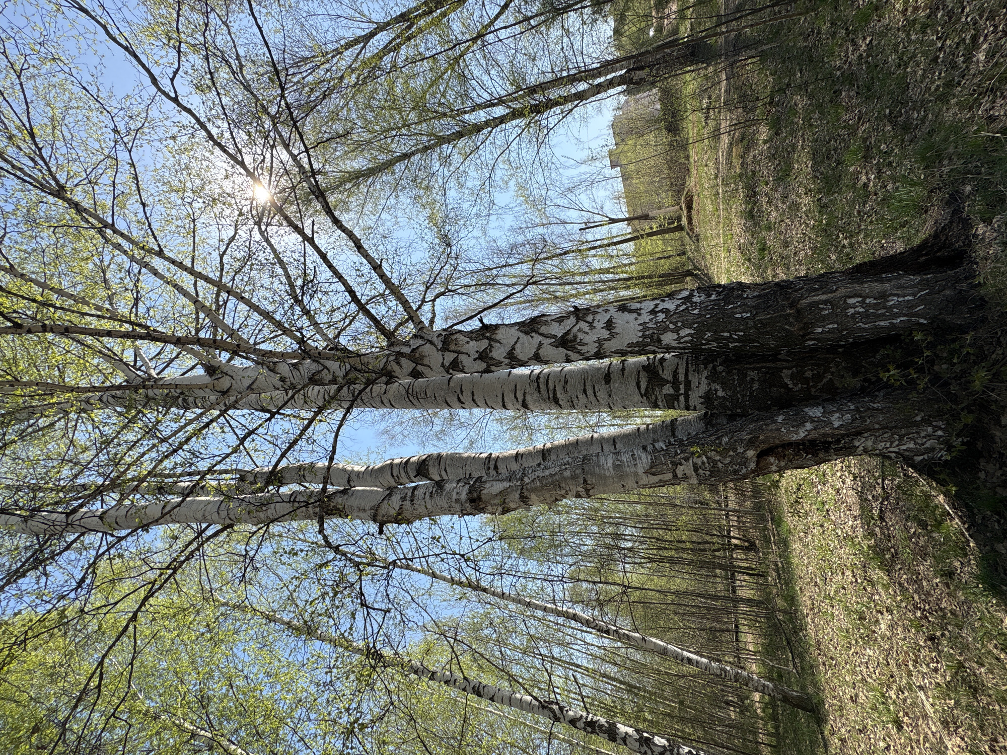 The image shows a forest scene in Chaikovsky, Russia. The camera is angled upwards, capturing the trunks of birch trees with their characteristic white bark marked with black. The leaves are just beginning to emerge, displaying a fresh, light green color. Sunlight filters through the branches, creating a bright, airy atmosphere. The ground is covered with fallen leaves and grass. In the background, the edges of a building are visible amidst the trees.