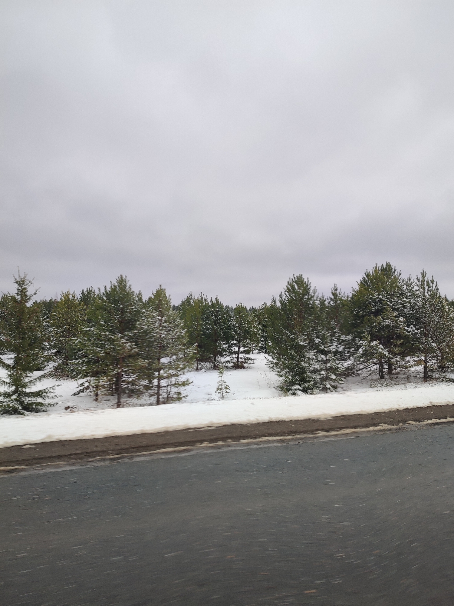 The image depicts a winter scene in Makarovo, Russia. A line of snow-covered evergreen trees is visible in the middle ground. Patches of snow cover the ground between the trees. Above the trees, the sky is overcast with a gray, cloudy sky. In the foreground, an asphalt road is visible, appearing wet or slick. The scene is viewed from a low angle, suggesting the image was taken from a vehicle. No people or interactions are visible in the image.