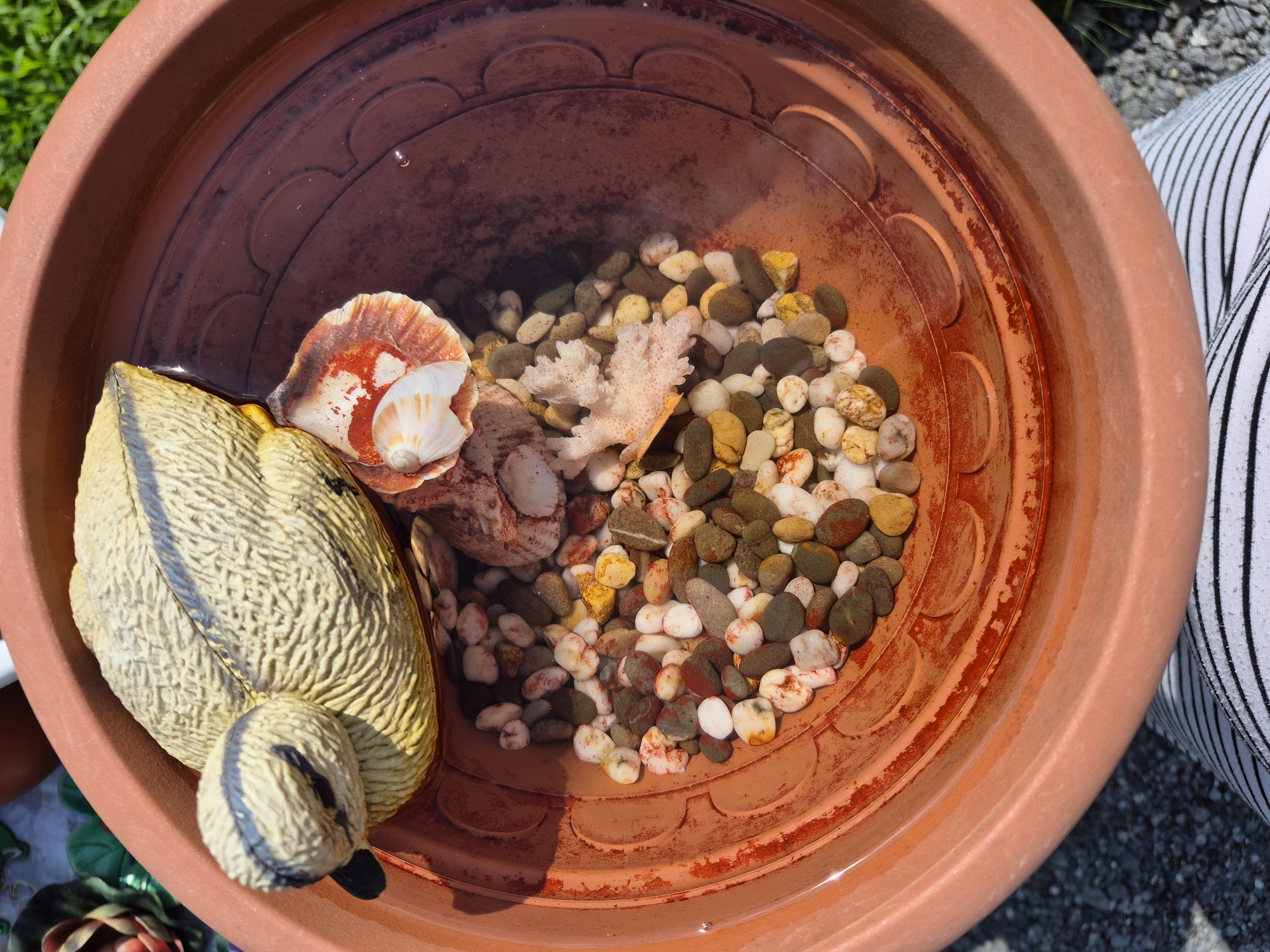 A close-up overhead shot shows a terra cotta plant pot filled with water, small pebbles, shells, a piece of coral, and a yellow duck figurine. The duck is positioned on the left side of the pot, its head tilted down towards the water. Next to the duck, a large, reddish-orange seashell is visible, with a smaller white shell on top of it. A light pink, branched piece of coral is nestled among the pebbles. The water is clear, allowing the pebbles and decorative items to be seen clearly at the bottom of the pot. The plant pot is resting outdoors on what appears to be asphalt or gravel. The background shows hints of green grass and a portion of a striped fabric. The scene is located in the city of Zelyonyy Bor, Russia.