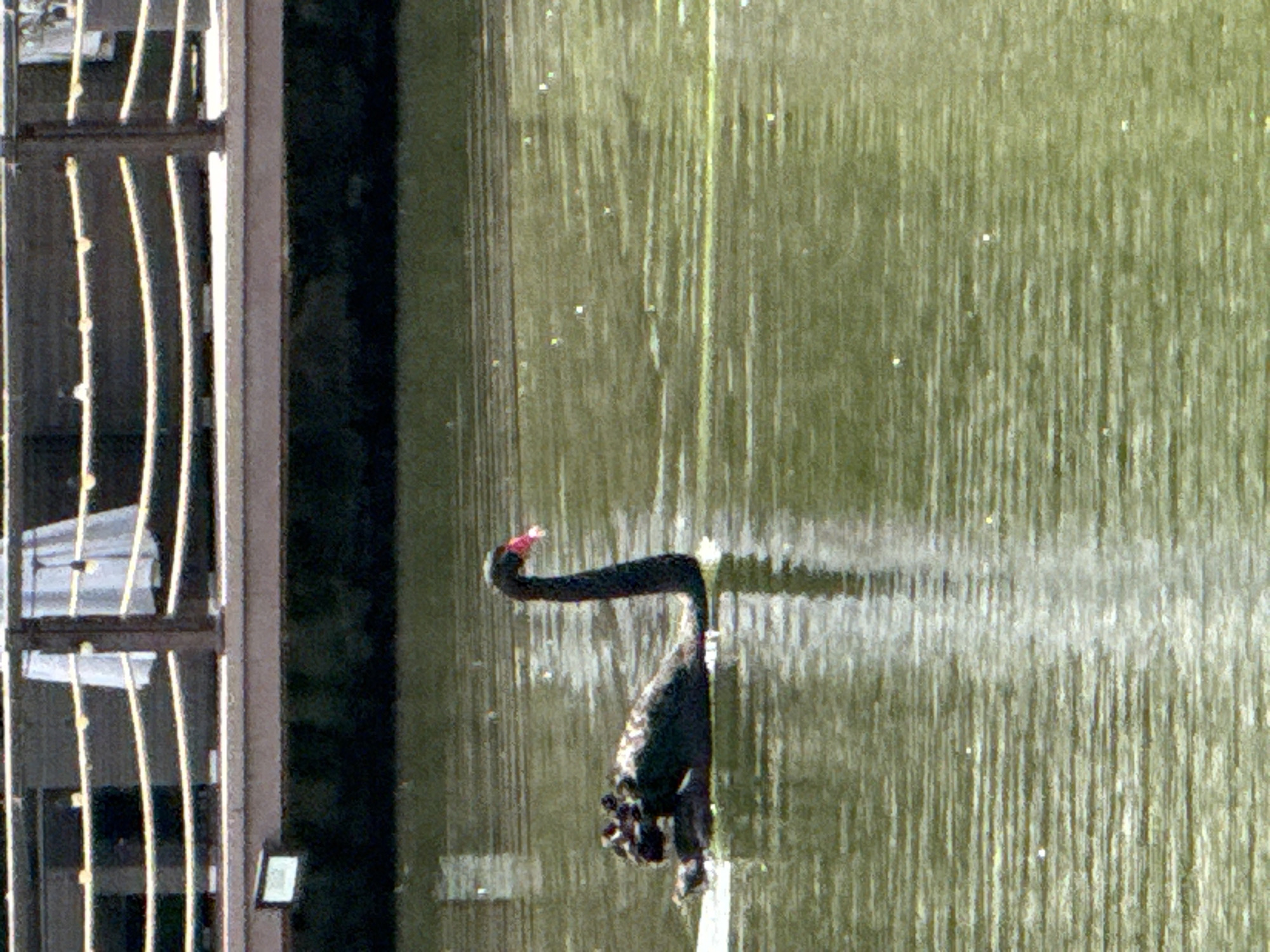 A black swan with a red beak swims in a murky body of water. It is positioned in the lower left quadrant of the frame. The water has ripples and reflections. In the background, a wooden structure with a railing and decorative lighting is visible above the water. A small white sign is attached to the wooden structure. The scene is likely in a park or recreational area.