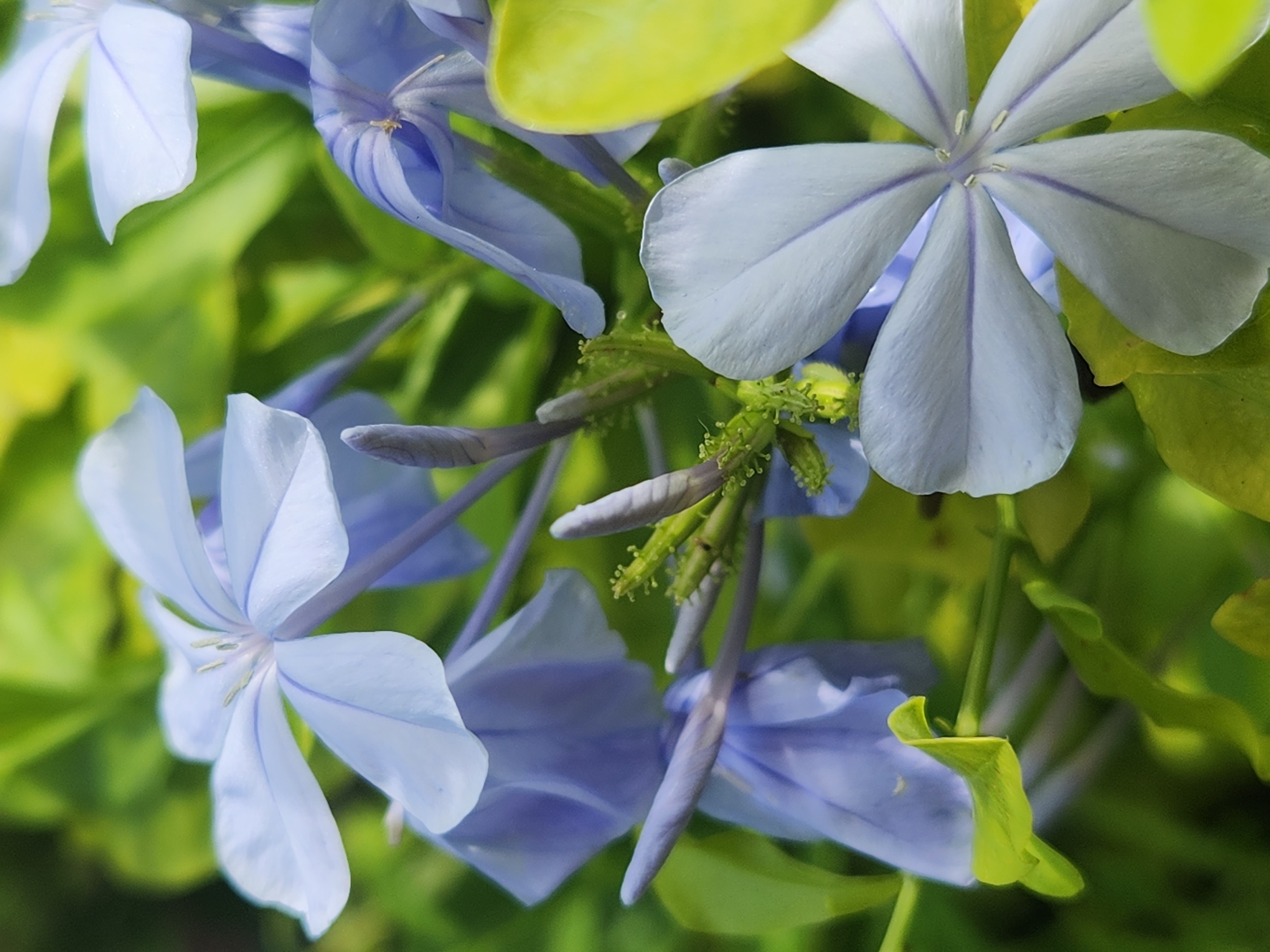 The image is a close-up, eye-level shot of blue Plumbago flowers with green foliage in the background. The flowers have five petals with delicate purple veining and small, yellow stamen in the center. Several buds are also visible, some appearing light purple and others green with tiny hair-like structures. The lighting suggests it is daytime, with some highlights on the petals and leaves. The image was taken in Altamonte Springs, United States of America, likely in a garden or natural setting given the focus on the flora. There are no people or animals visible in the frame, and the scene is static. The overall impression is one of natural beauty and tranquility.
