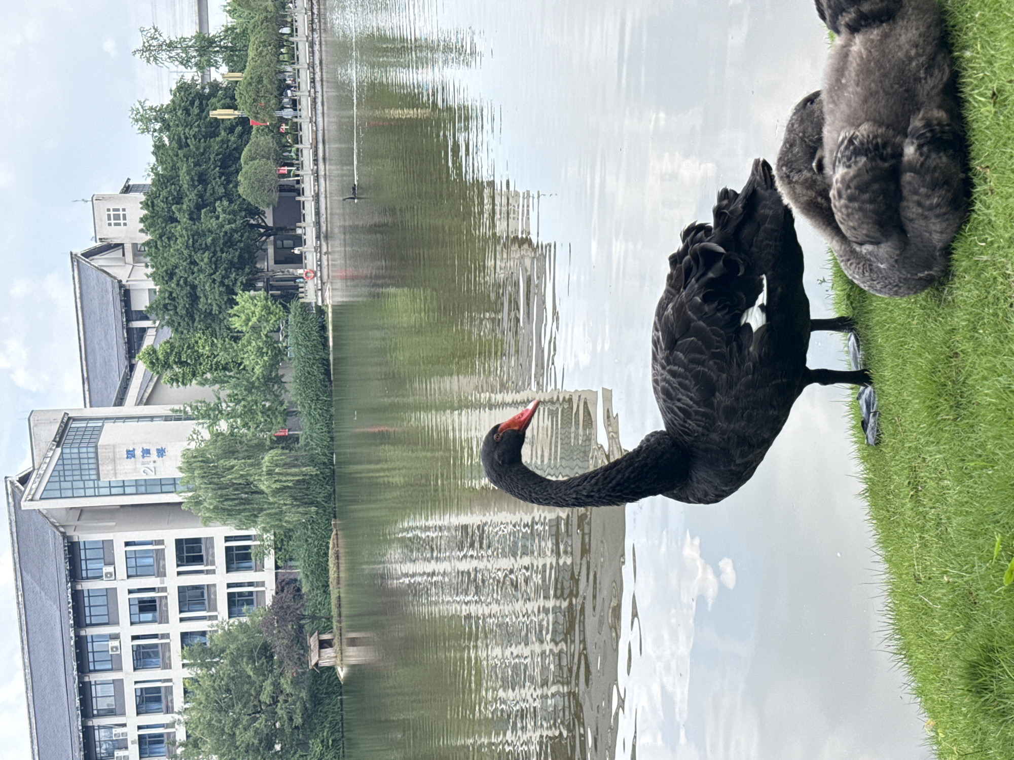 A black swan stands on a grassy bank next to a lake in Jiangjin, China. A building stands behind the lake, with trees in between. The swan's head is turned to the left. Two dark gray juvenile swans are on the grass to the right of the adult. The lake surface is rippled and reflects the sky and buildings.