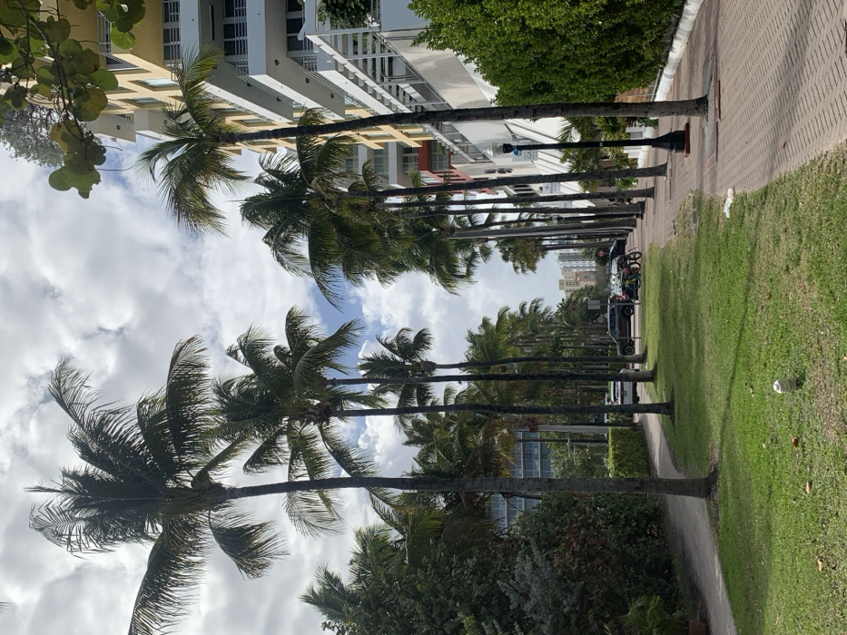 The image depicts a tree-lined street scene in Miami Beach, Florida, United States of America, specifically along Collins Avenue near the Hilton Cabana Miami Beach hotel, visible on the right.
The environment is characterized by a bright, partly cloudy sky with scattered white cumulus clouds. Numerous tall palm trees with green fronds line both sides of a thoroughfare, casting minimal shadows. On the right, a multi-story building, identified by a visible "Hilton Cabana Miami Beach" sign, features yellow and white facades with multiple balconies and white railings. Adjacent to this building is a red brick-patterned sidewalk, where a black street lamp post with a white light fixture stands. Dense green shrubbery and hedges border the building and the sidewalk.
To the left of the sidewalk, a strip of neatly maintained green grass contains a small, white, cylindrical object, possibly a low-lying fire hydrant or irrigation fixture. Further left, a dirt or gravel path runs parallel to the grassy strip, flanked by more dense green foliage and additional palm trees. In the mid-ground, a paved road is visible, where several vehicles are parked or stopped, including a dark-colored SUV and a lighter-colored sedan. Two bicycles are parked near the street's edge on the right. In the distance, other multi-story buildings are discernible through the line of palm trees, receding towards the horizon. No individuals are present or engaged in any discernible activity within the frame.
