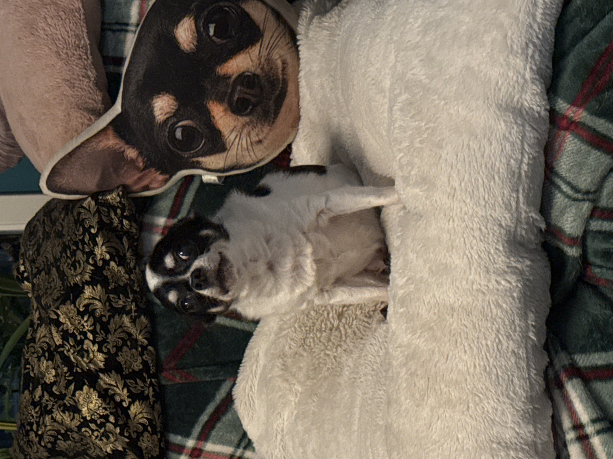 A black and white chihuahua is sitting on a fluffy white pillow. Behind the chihuahua, to the right, is a pillow shaped like a chihuahua's head. Behind that, there is a pink pillow. Behind the chihuahua and the chihuahua head pillow, there is a dark patterned blanket with gold accents, and a green and red plaid blanket. The chihuahua is looking directly at the camera with its mouth slightly open.